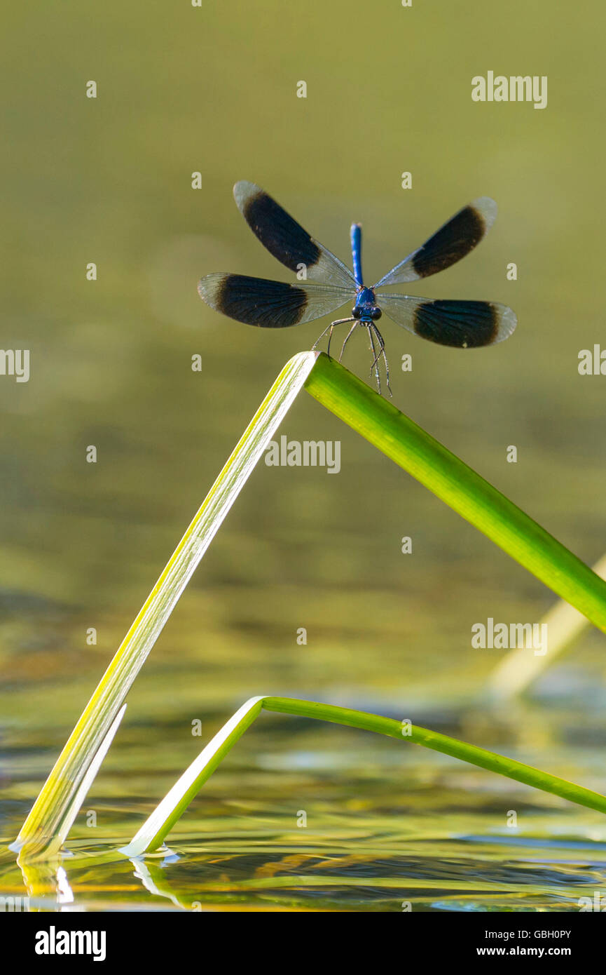 Gebaenderte Prachtlibellen, Niedersachsen, Deutschland / (Calopteryx splendens) Foto Stock