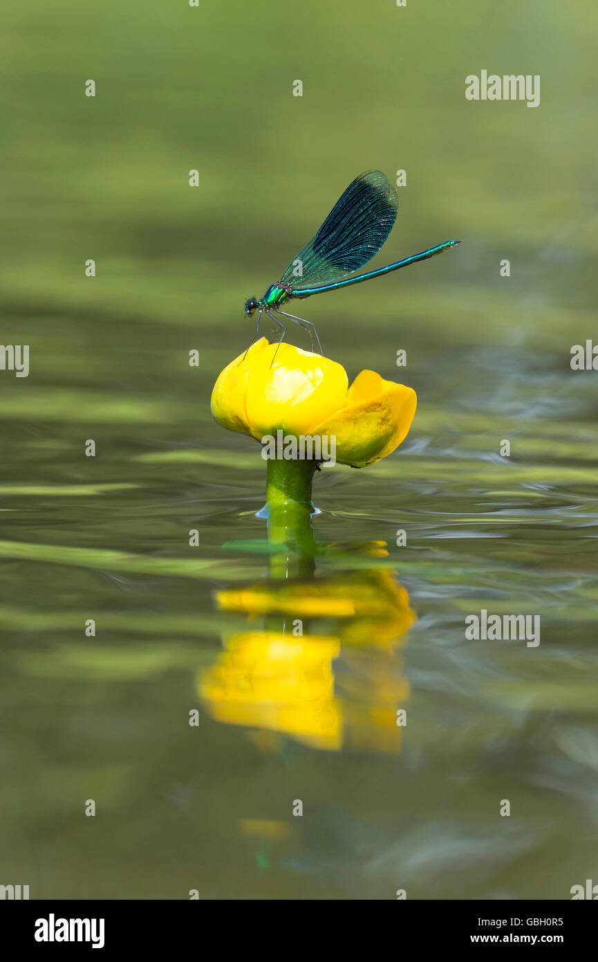 Gebaenderte Prachtlibellen, Niedersachsen, Deutschland / (Calopteryx splendens) Foto Stock