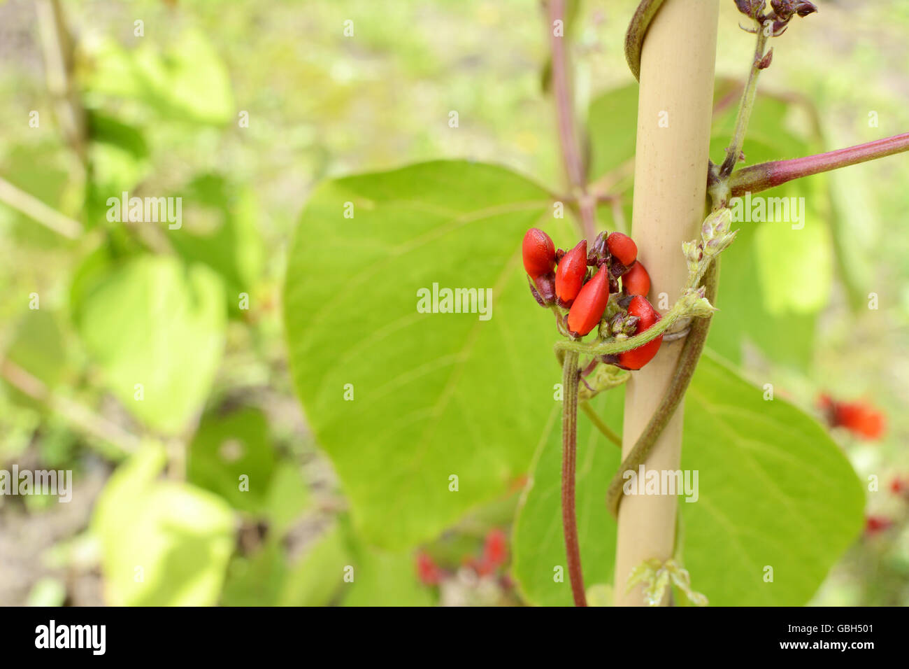 Red runner bean boccioli di fiori contro il verde delle foglie di un vitigno salendo una canna di bambù Foto Stock