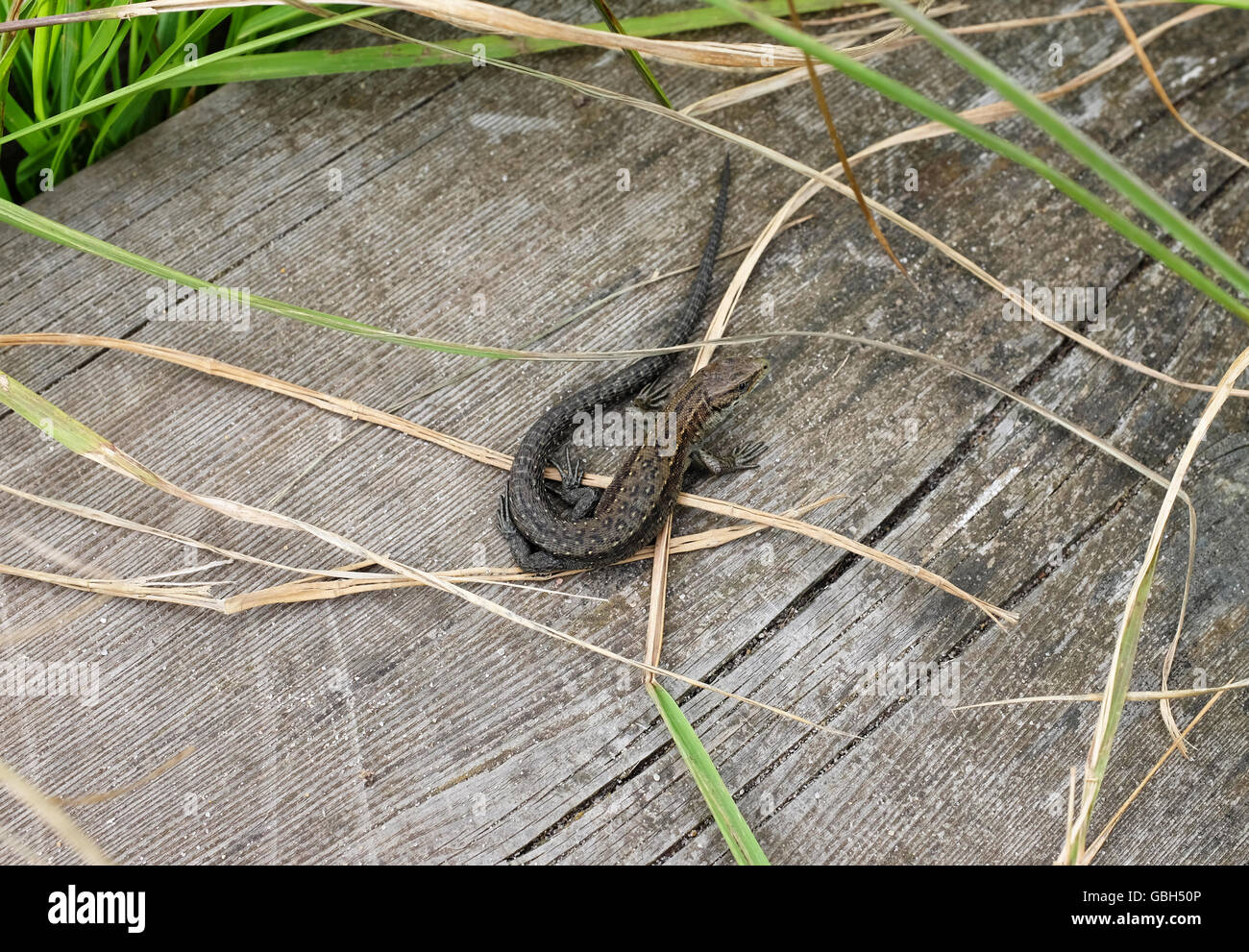 Eurasian lucertola comune, nome scientifico Lacerta vivipara o Zootoca vivipara, si nasconde tra erba lunga su una passerella di legno. Foto Stock