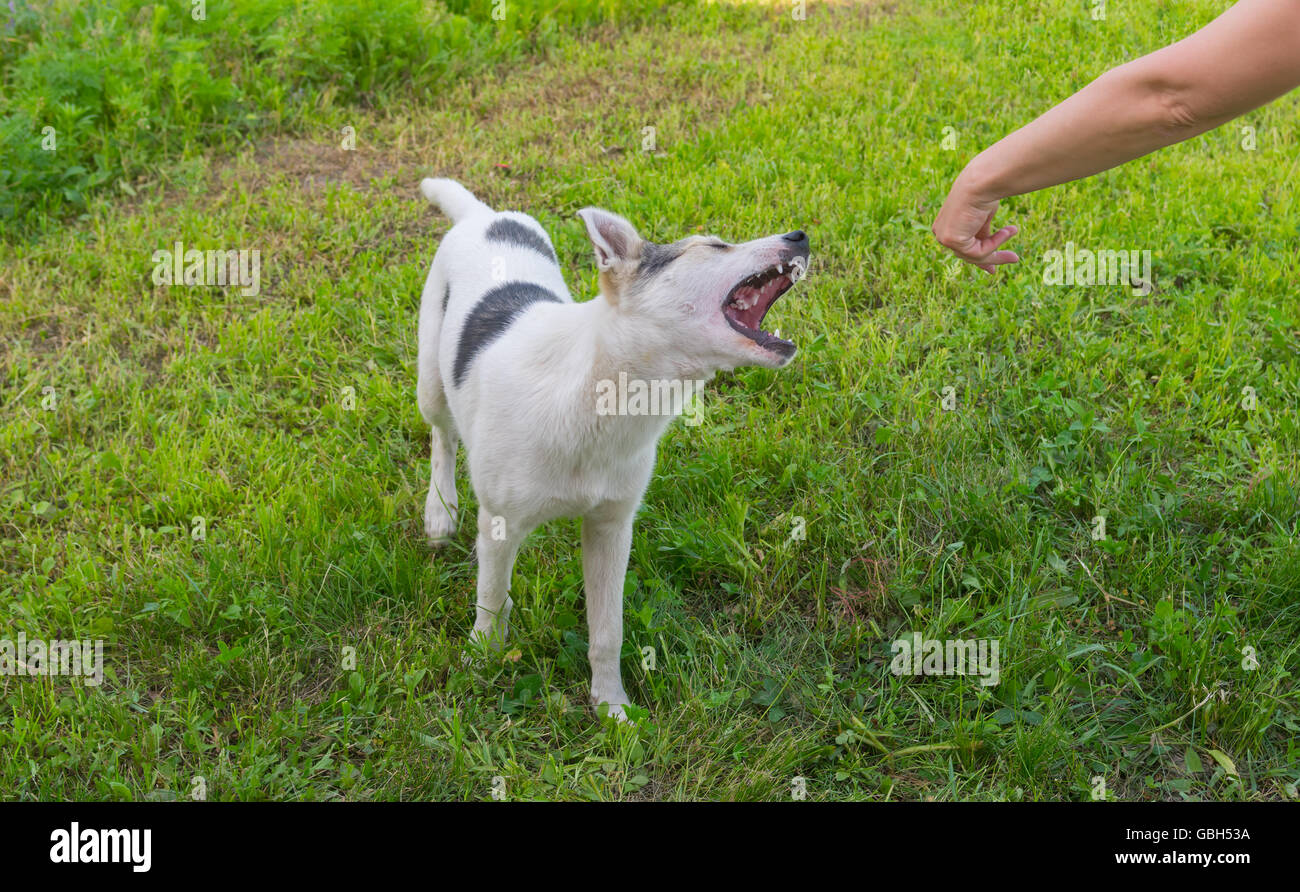 I giovani di razza cane sta cercando di mordere la mano umana Foto Stock