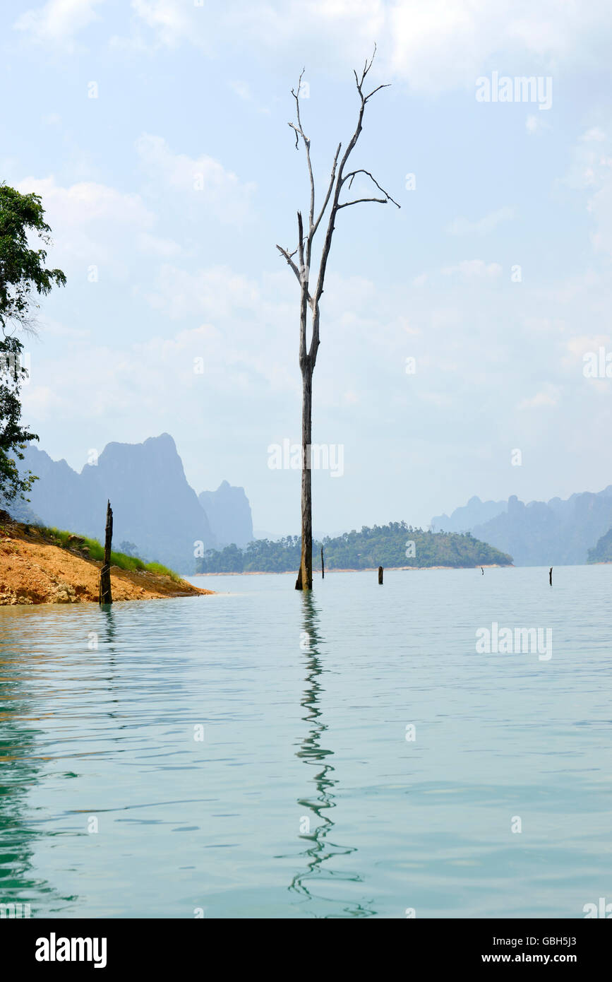 Albero morto fuori dell'acqua dal Lago Parco nazionale Khao Lak Foto Stock