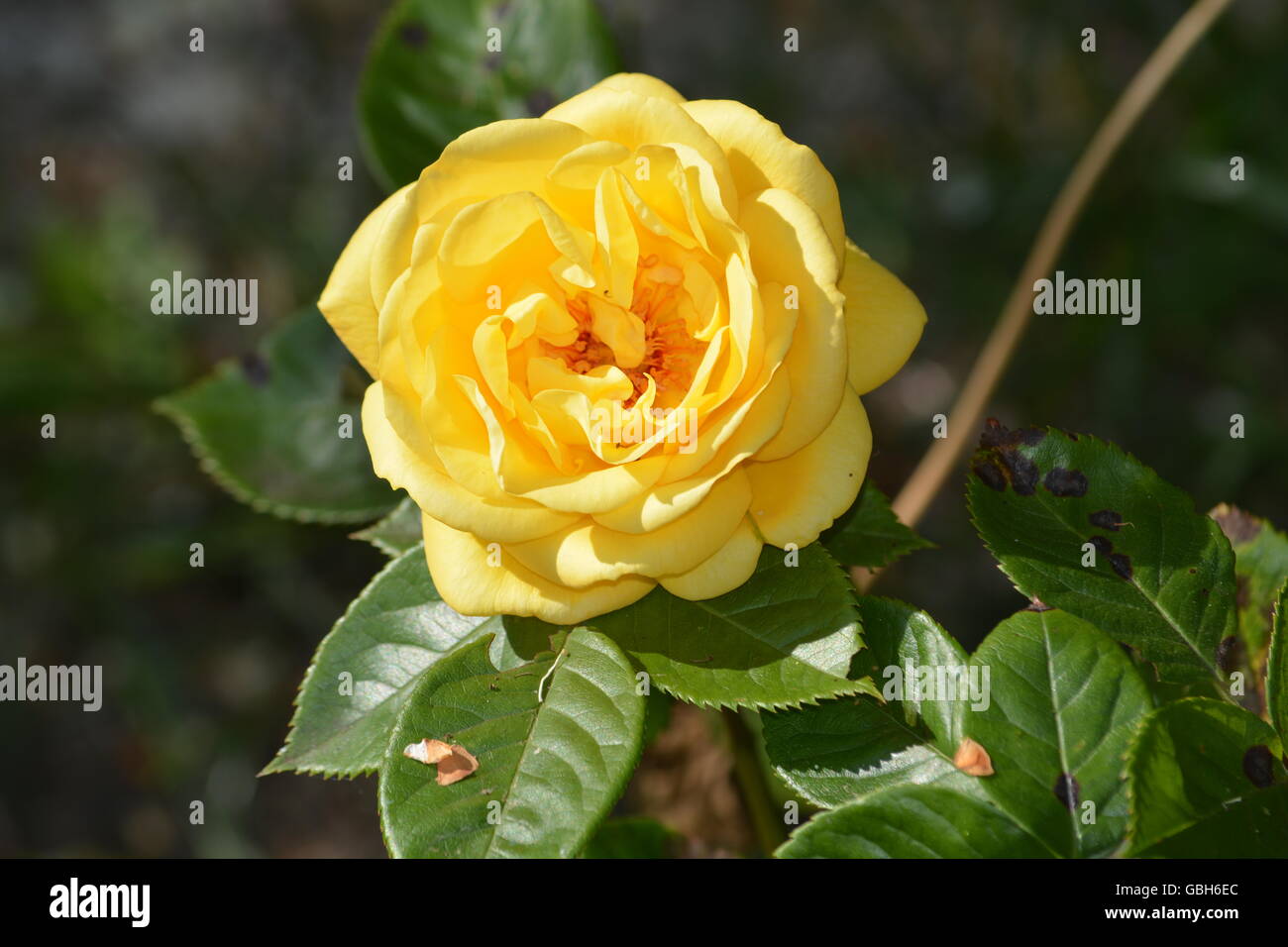 Rose in un giardino inglese Foto Stock