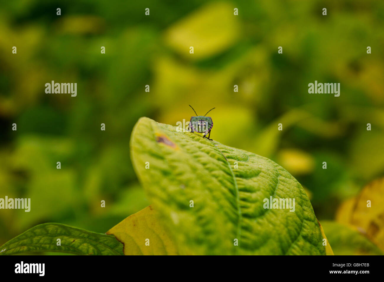 Bugs Life Foto Stock