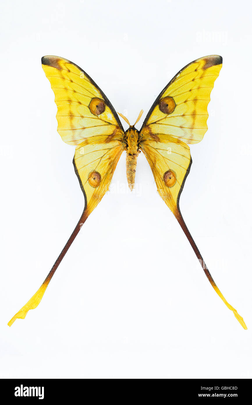 Commet moth, dal Madagascar. Foto Stock