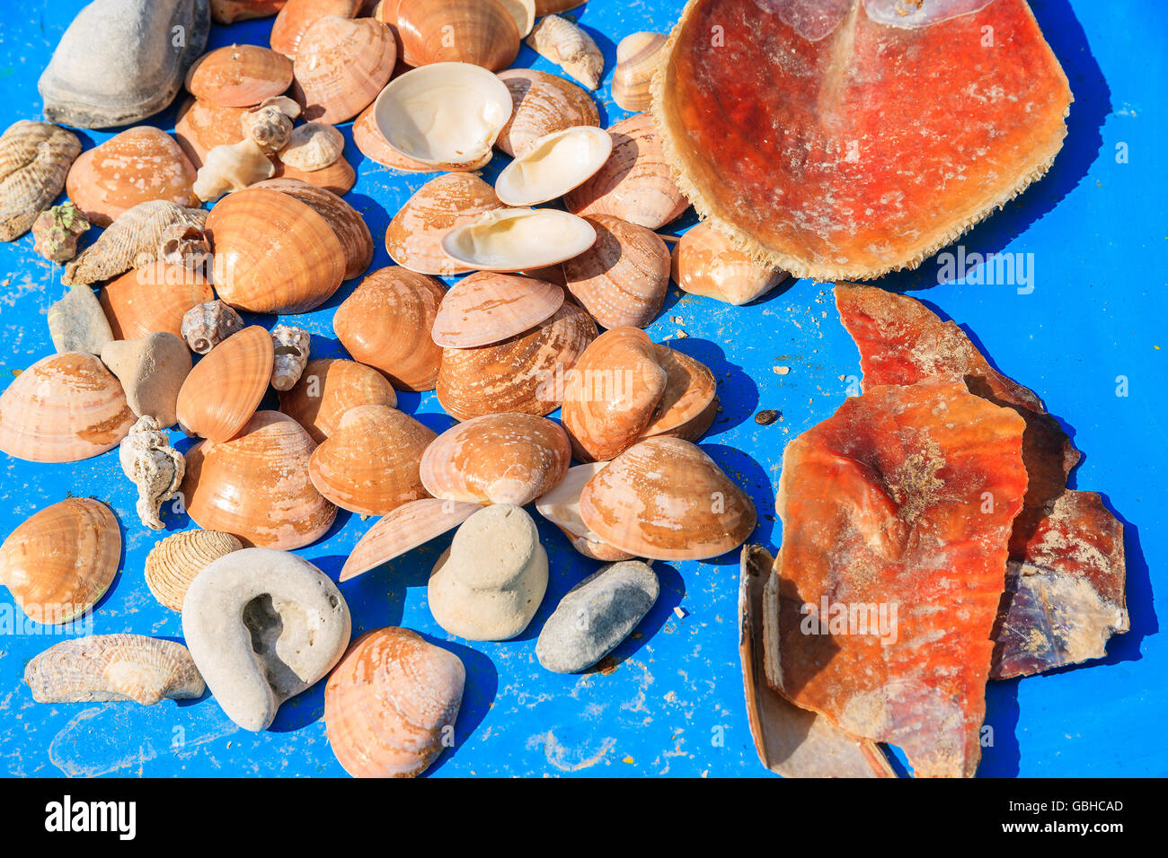 Conchiglie blu sul tavolo di legno, Samos Island, Grecia Foto Stock