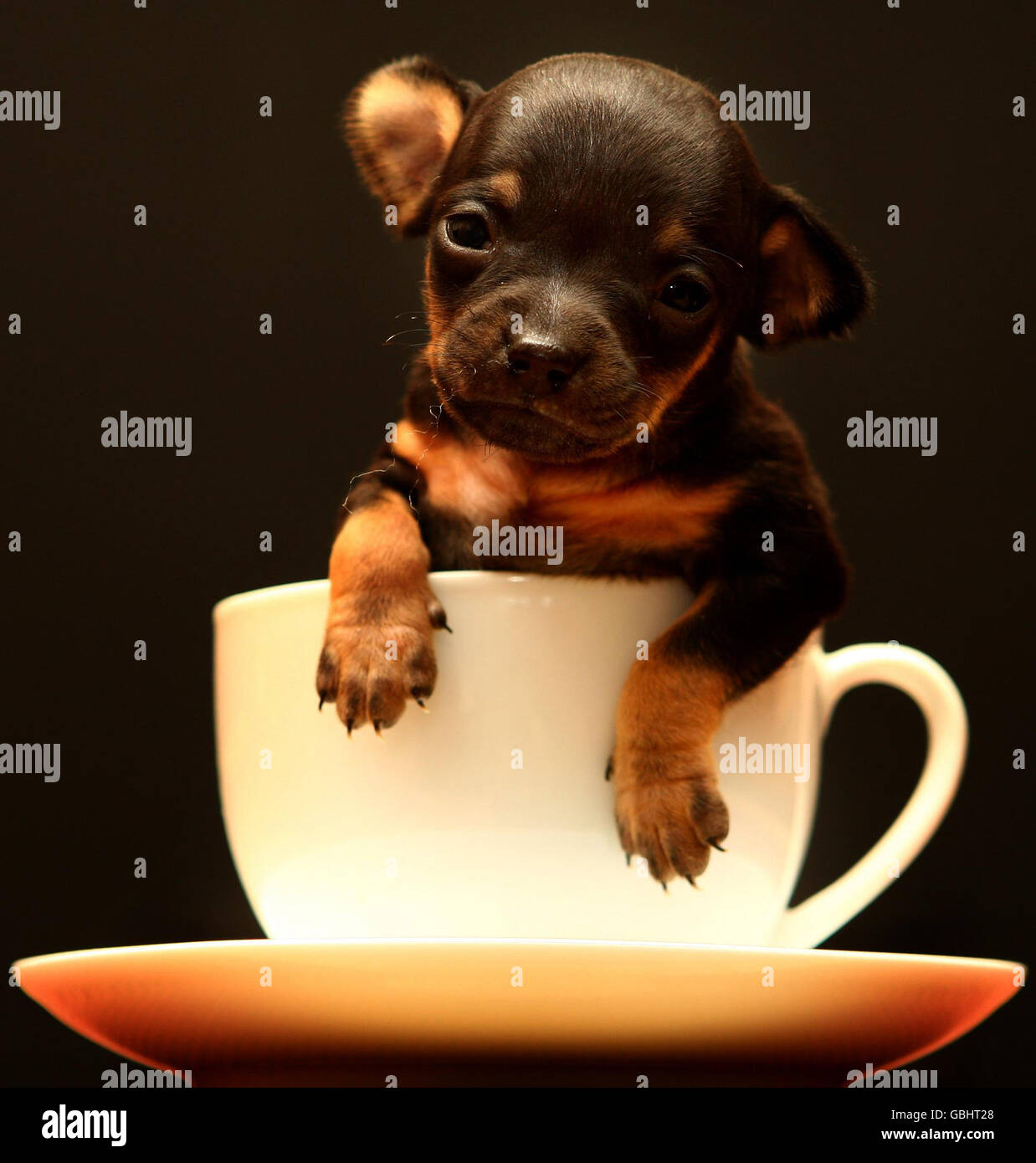 Un cucciolo Chihuahua di tre settimane chiamato Tom Thumb in una tazza da  tè. Il cane, che misura otto pollici di lunghezza, è pensato per essere uno  dei cani più piccoli nati