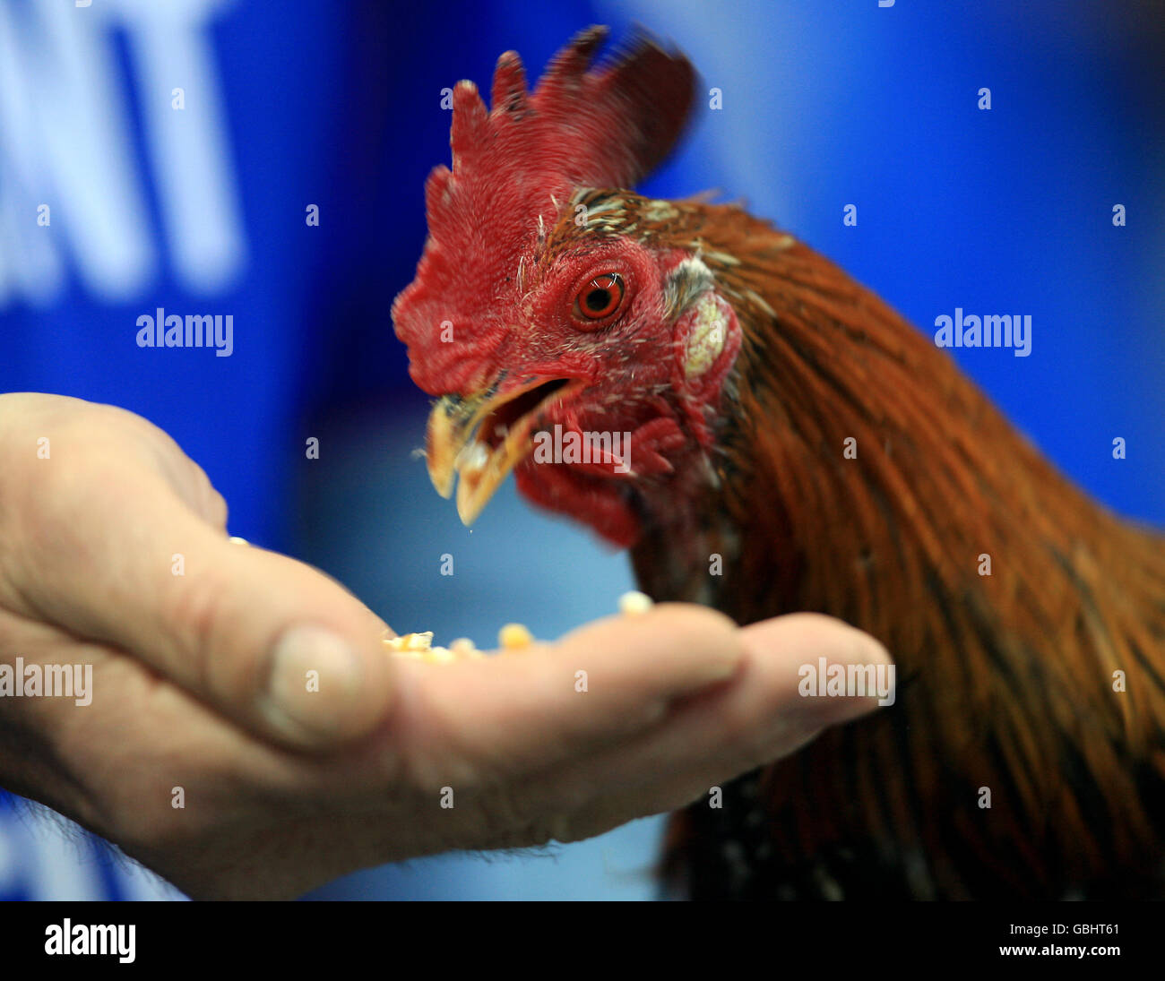 Calcio - Coppa del mondo FIFA 2010 - turno di qualificazione - Gruppo sette - Francia contro Lituania - Stade de France. Un fan francese porta un pollo al gioco Foto Stock