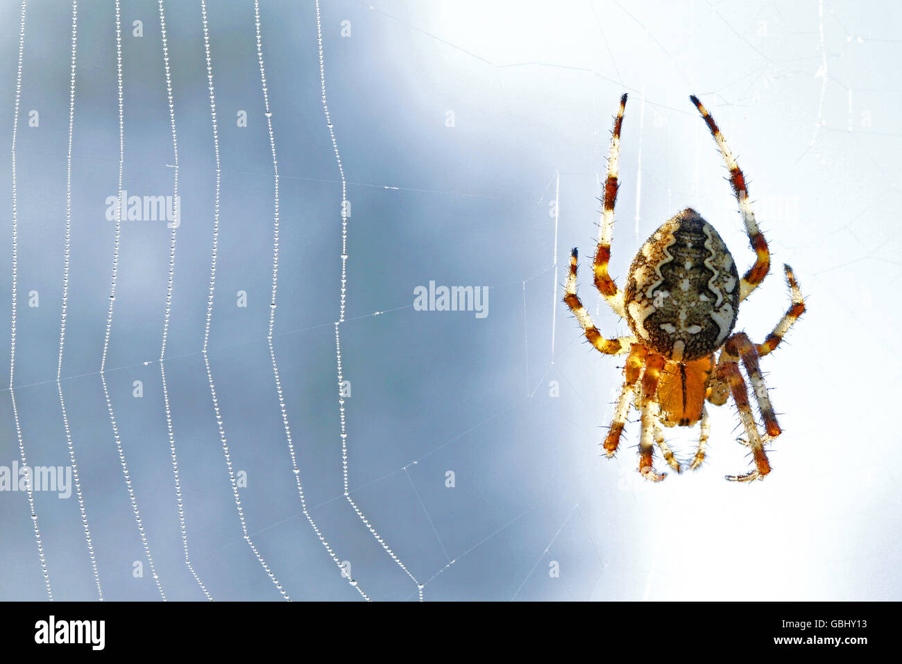 Giardino europeo spider Araneus diadematus sul suo web Foto Stock