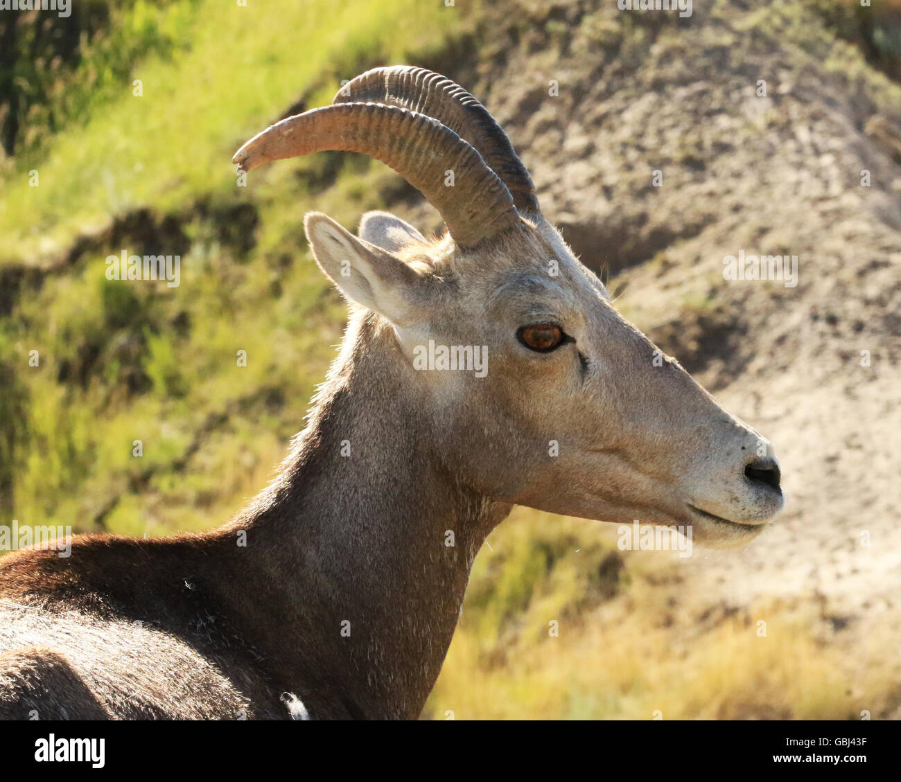 Bighorn fino vicino allo stato selvatico nel Parco nazionale Badlands del South Dakota Foto Stock