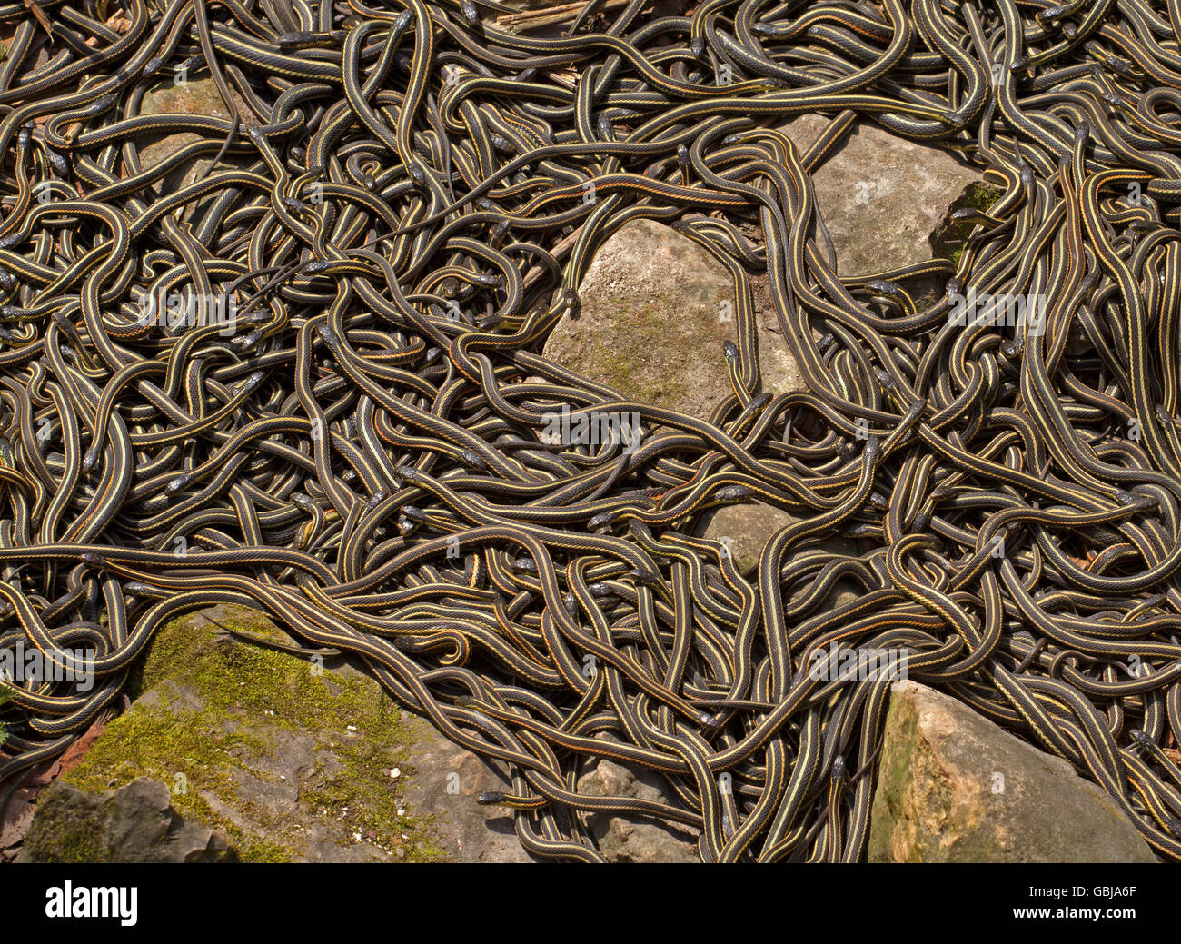 Faccia rossa garter snake Thamnophis sirtalis parietalis coniugata in Narcisse, Manitoba, Canada. Foto Stock