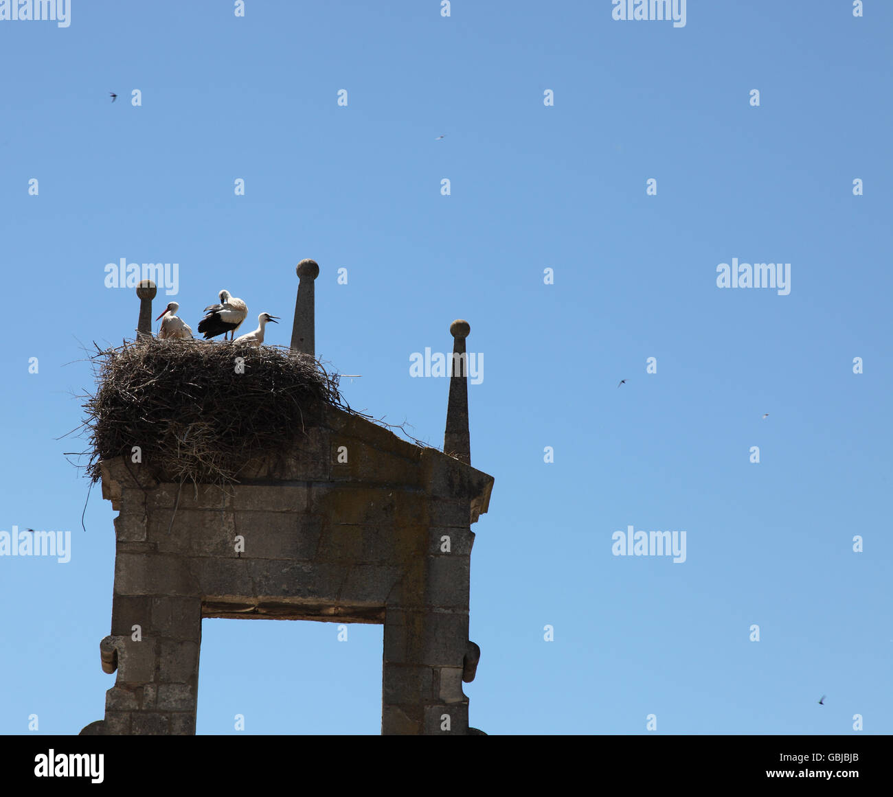 Il padre e la madre e il bambino cicogna nel proprio nido in cima a un 1580 Monumento a Fernan Gonzalez Foto Stock