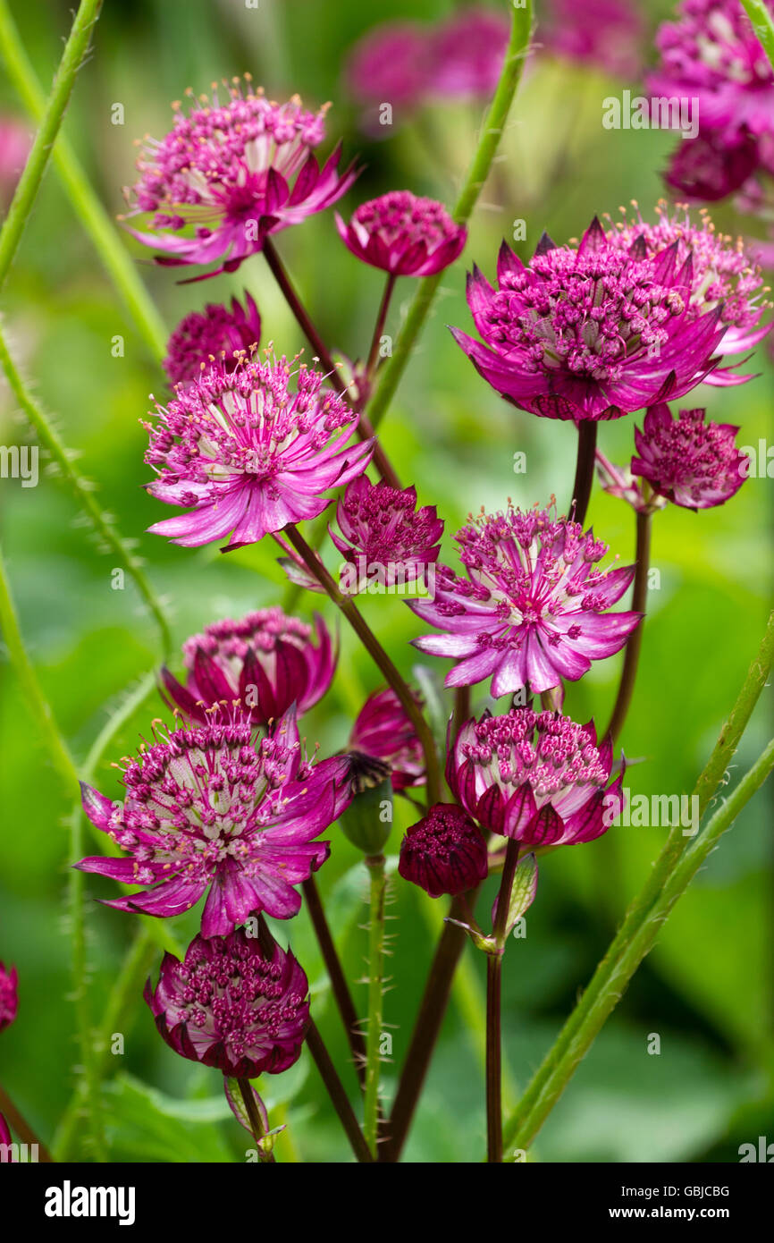 Puntaspilli fiori delle piante erbacee perenni masterwort, Astrantia major var. rosea Venezia Foto Stock