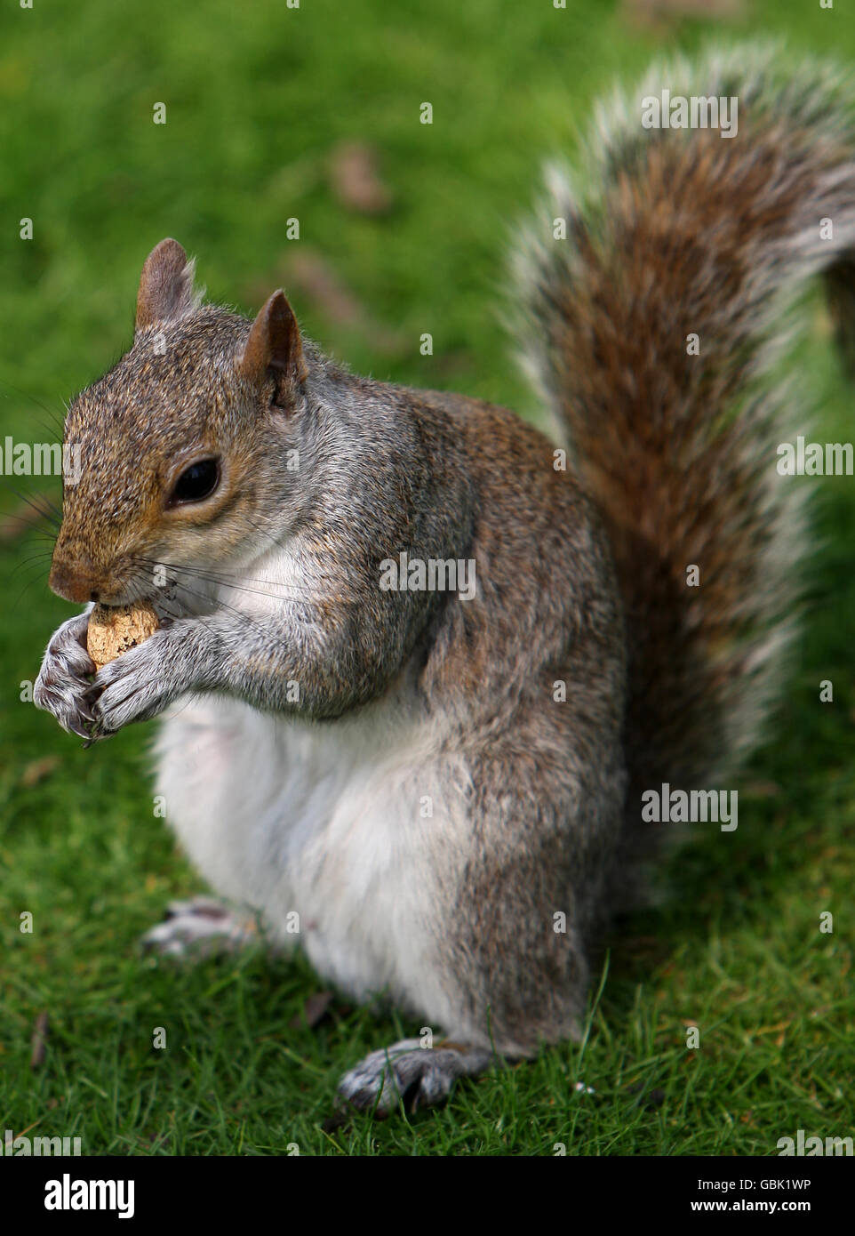Magazzino Generale - scoiattolo grigio Foto Stock