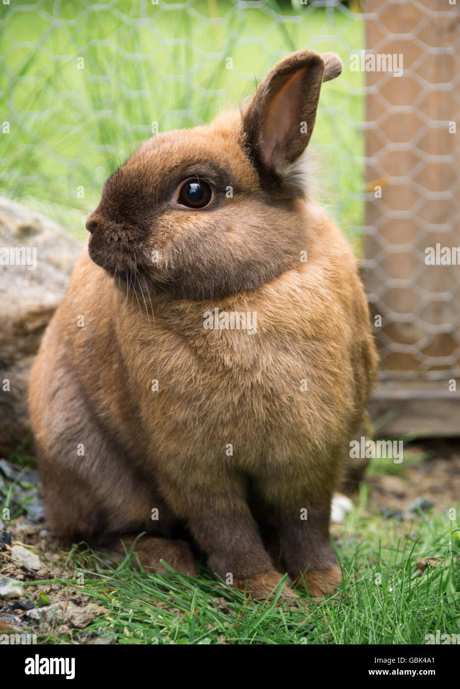 Un incrocio tra Lionhead e Netherland dwarf rabbit seduto in una gabbia esterna Foto Stock