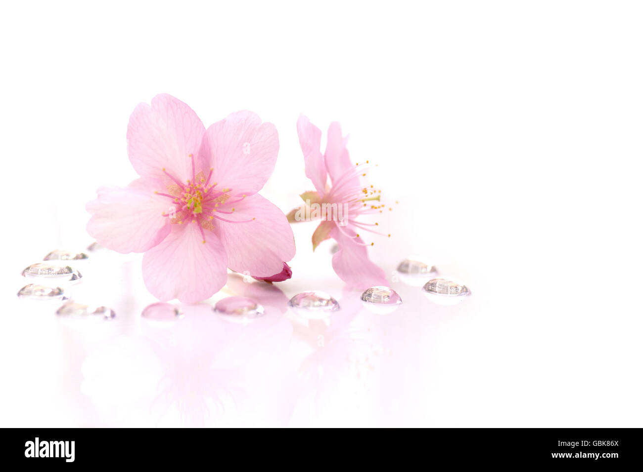 Ciliegia giapponese sbocciare fiori e le gocce di rugiada Foto Stock