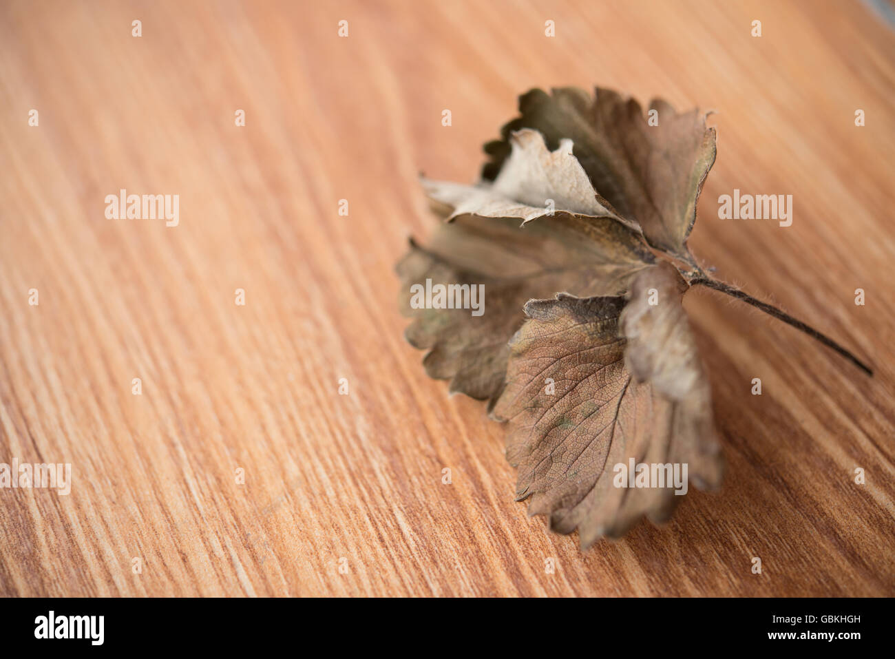 Foglia sbiadito close up Foto Stock