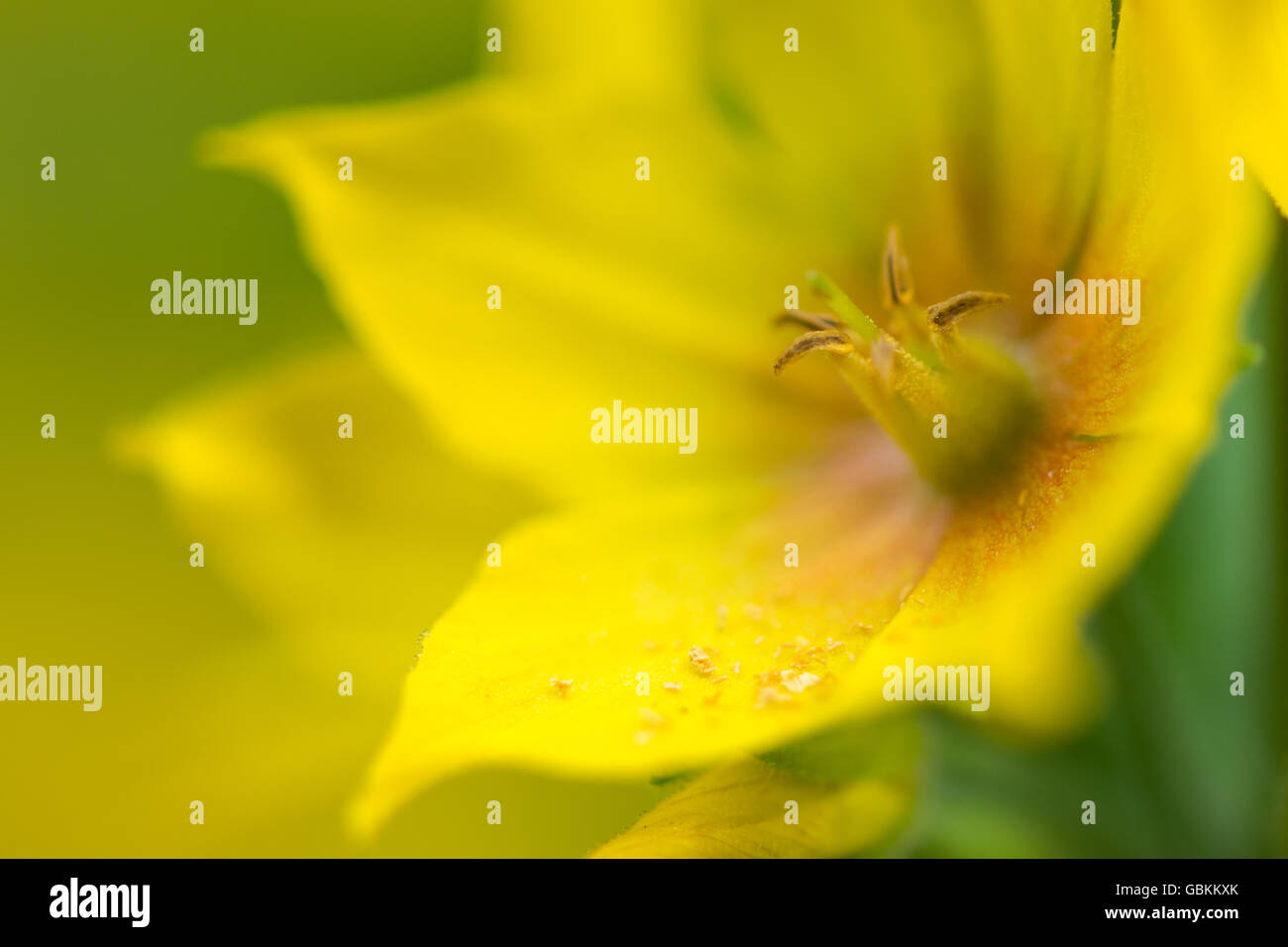 Punteggiato (loosestrife Lysimachia punctata) con il polline su petali. Fiore giallo su impianto in famiglia Primulaceae Foto Stock