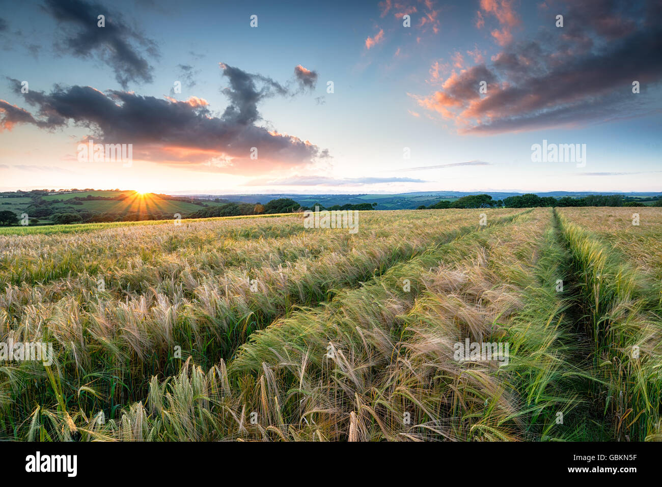 Incredibile tramonto su un campo di maturazione orzo su terreni agricoli vicino a Bodmin in Cornovaglia Foto Stock