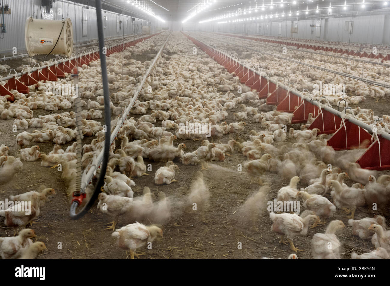 Vista interna del pollo commerciale granaio pieno di pollastre e. Foto Stock