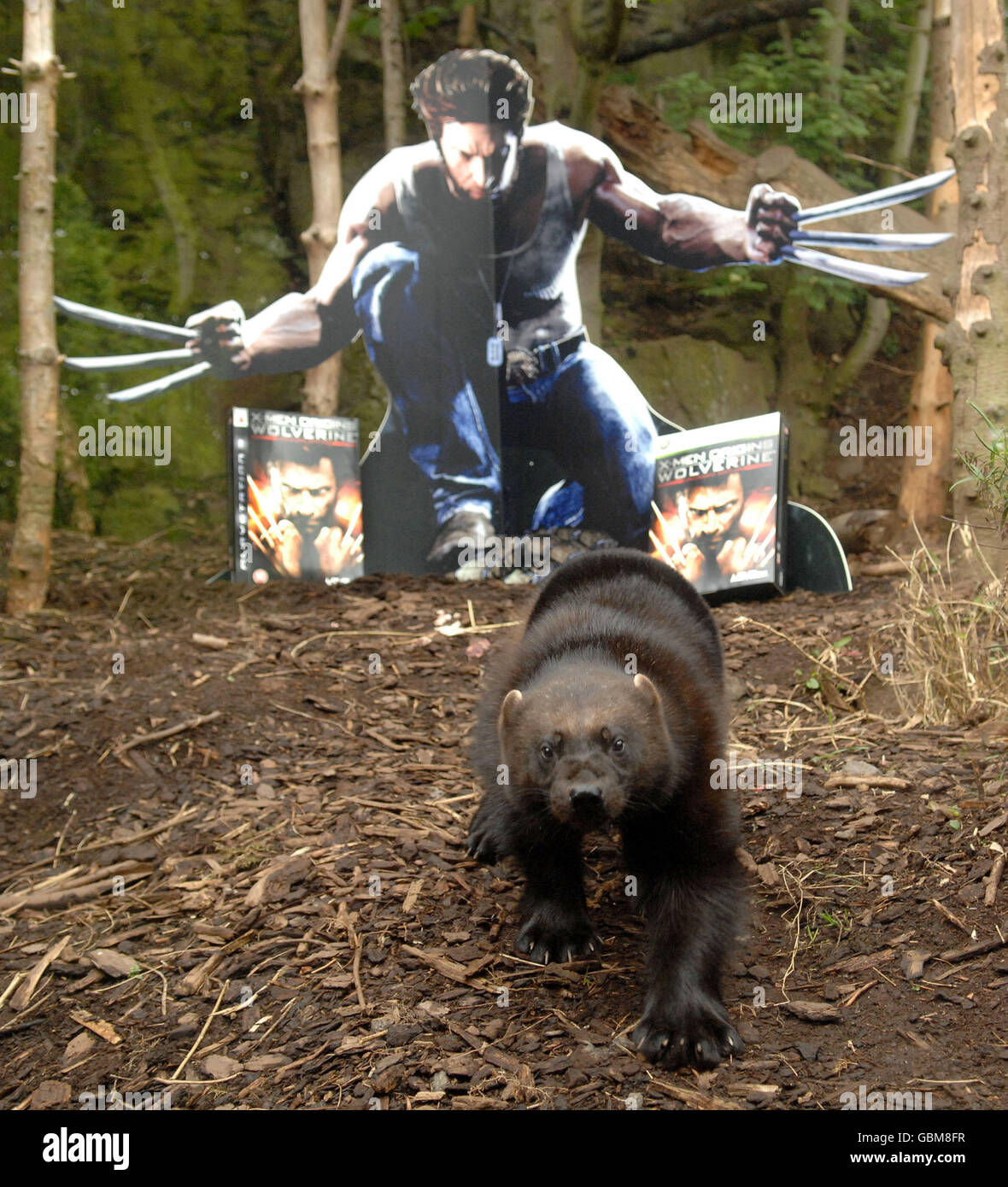 Per festeggiare il lancio di X-Men Origins: Wolverine il videogioco in Gran Bretagna il 1° maggio, l'editore di giochi Activision sponsorizza l'unica famiglia britannica di wolverines allo Zoo di Edimburgo in Scozia, con la wolverine maschile in testa ribattezzata Logan rispetto al personaggio Marvel. Foto Stock