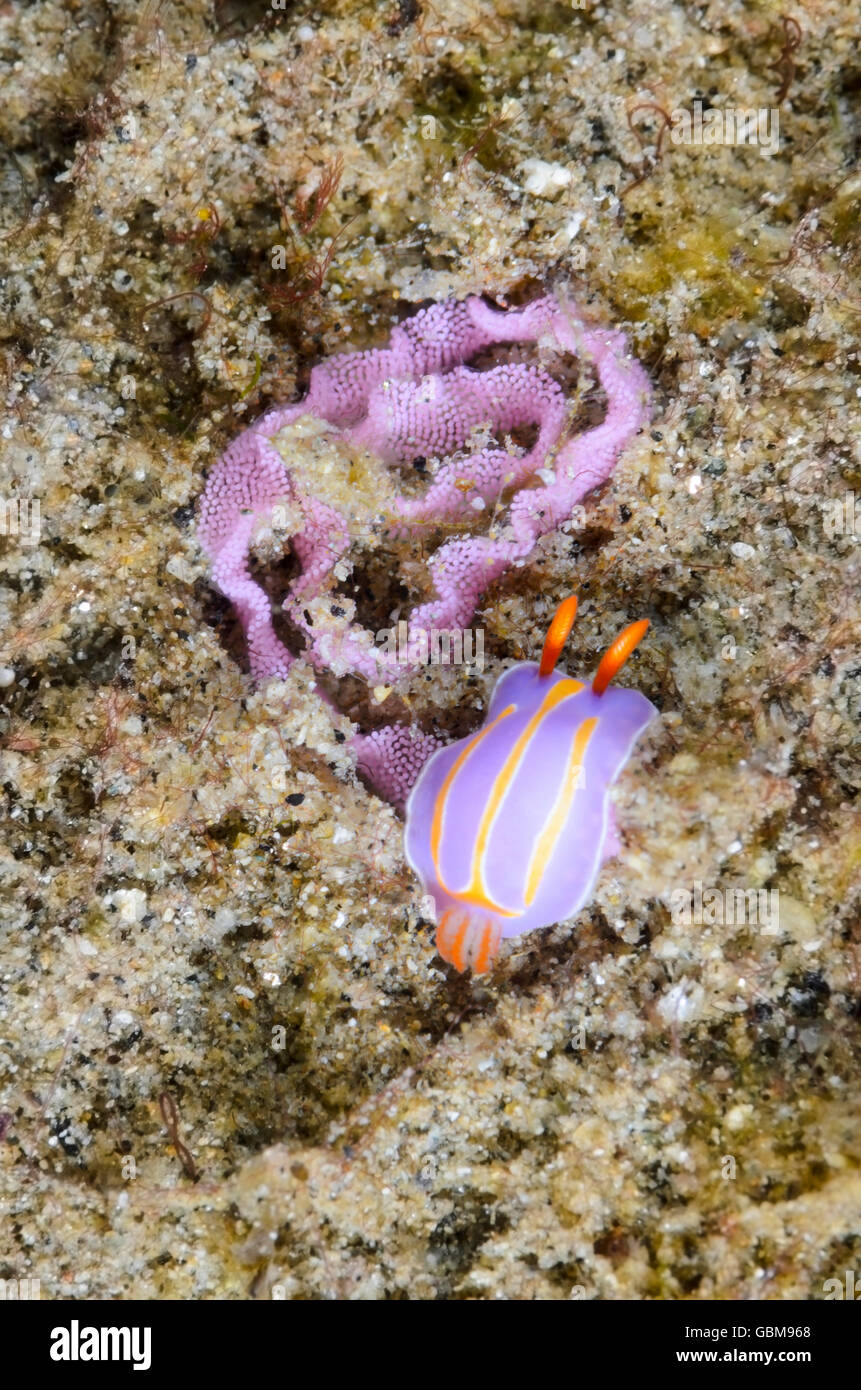 Sea slug o nudibranch, Mexichromis trilineata, con uova, Ambon, Maluku, Indonesia, Pacific Foto Stock