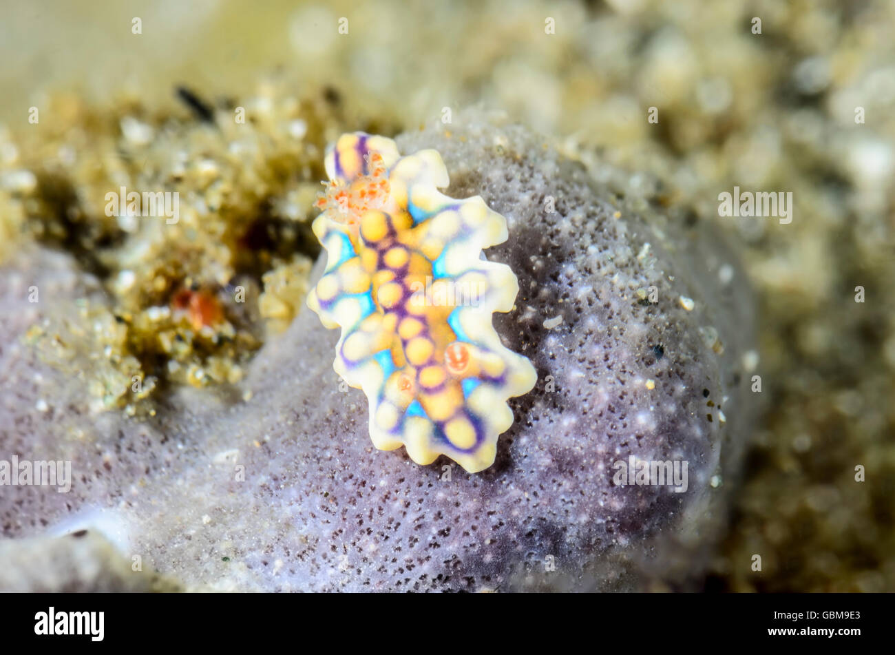 Sea slug o nudibranch, Miamira sinuata, Ambon, Maluku, Indonesia, Pacific Foto Stock