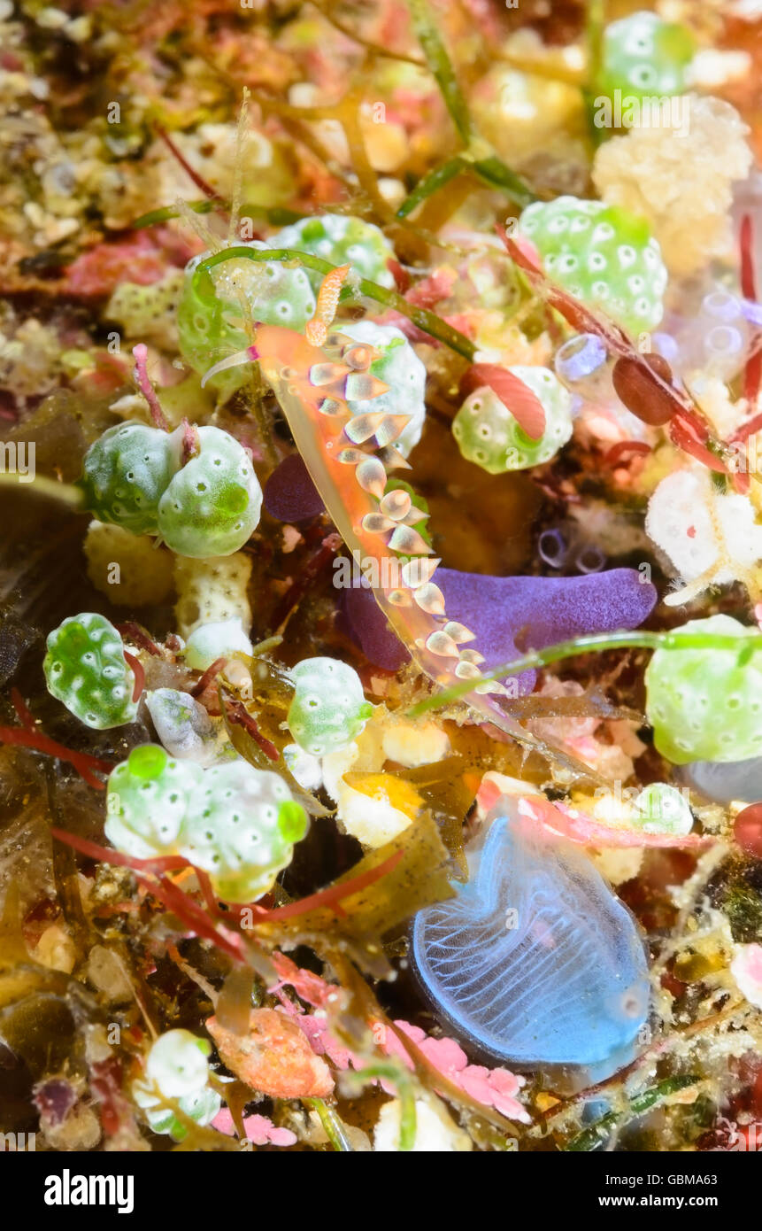 Seaslug o nudibranch, Coryphellina exoptata, Ambon, Maluku, Indonesia, Pacific Foto Stock