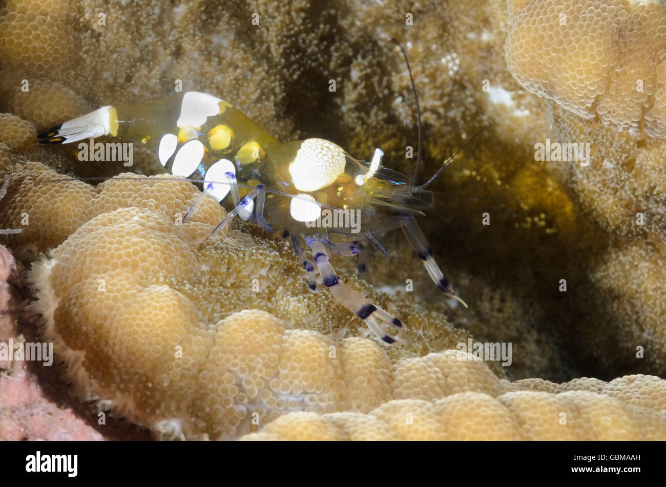 Peacock-tailed Anemoni Gamberetto, Ancylocaris brevicarpalis, Ambon, Maluku, Indonesia, Pacific Foto Stock