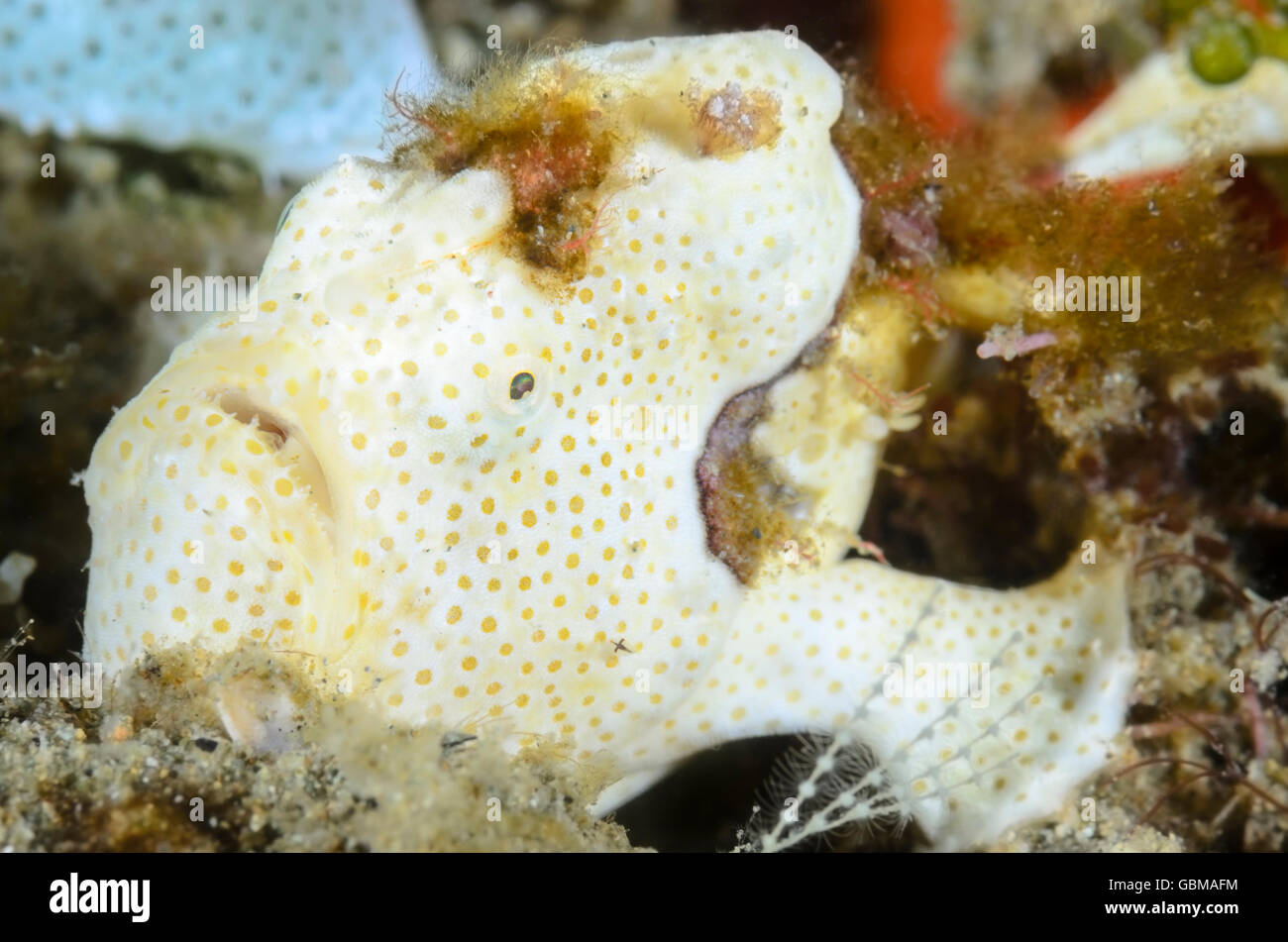 Rana pescatrice verniciato, Antennarius pictus, Ambon, Maluku, Indonesia, Pacific Foto Stock