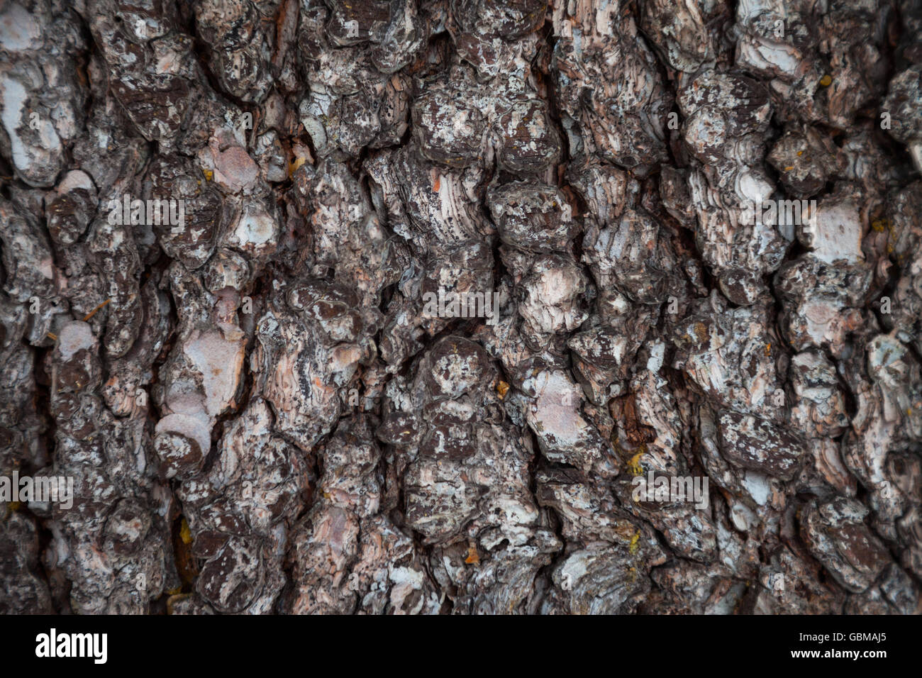 Corteccia di pino texture. Corteccia di pino sfondo. Corteccia di pino texture. Corteccia di albero dello sfondo. Corteccia sfondo. Corteccia texture. Foto Stock
