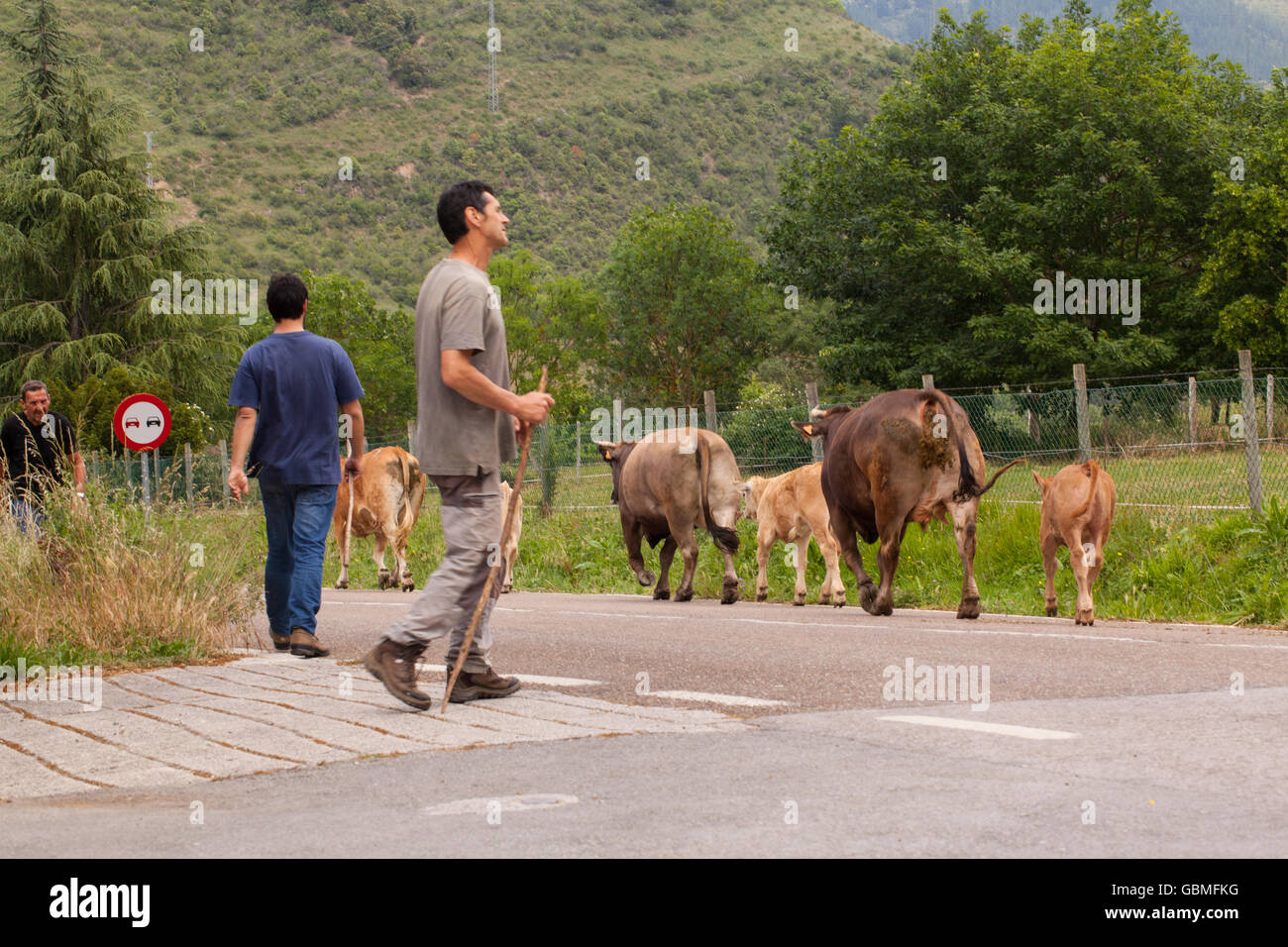 Gli allevatori di bestiame di guida lungo una strada di campagna a Potes in Picos de Europa, Spagna settentrionale Foto Stock