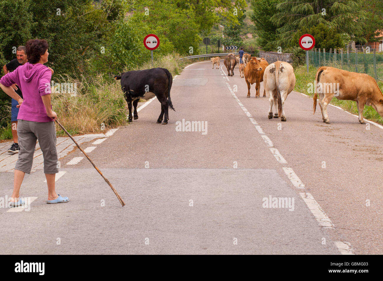 Gli allevatori di bestiame di guida lungo una strada di campagna a Potes in Picos de Europa, Spagna settentrionale Foto Stock