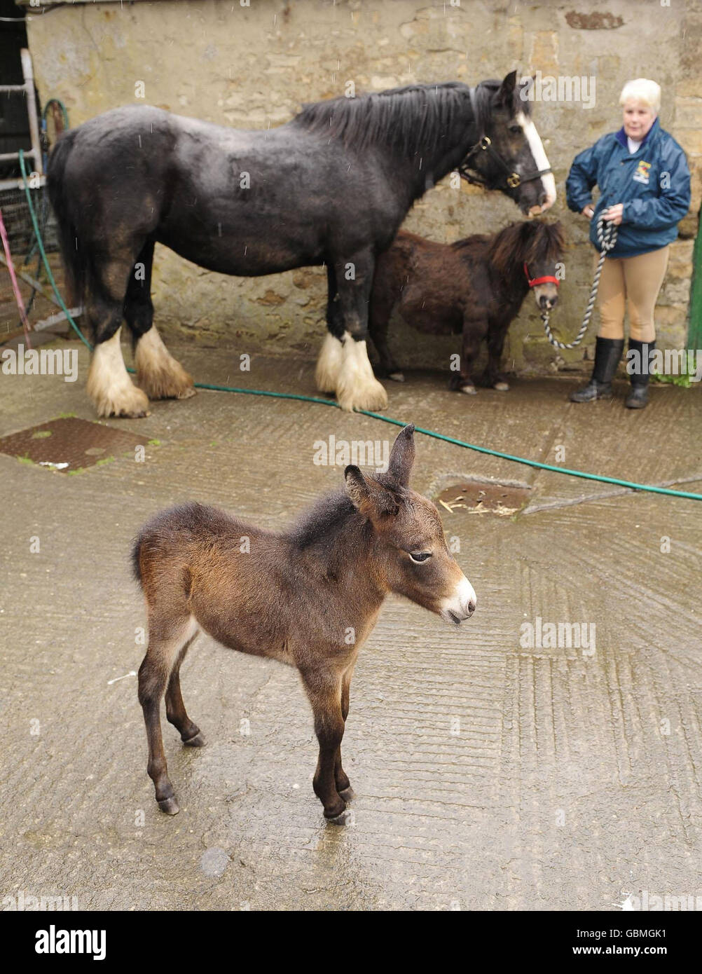 Pedro il mulo in miniatura, che potrebbe essere uno dei più piccoli al mondo, con il suo proprietario Maisie Watson a casa vicino a Consett, contea di Durham oggi. Foto Stock