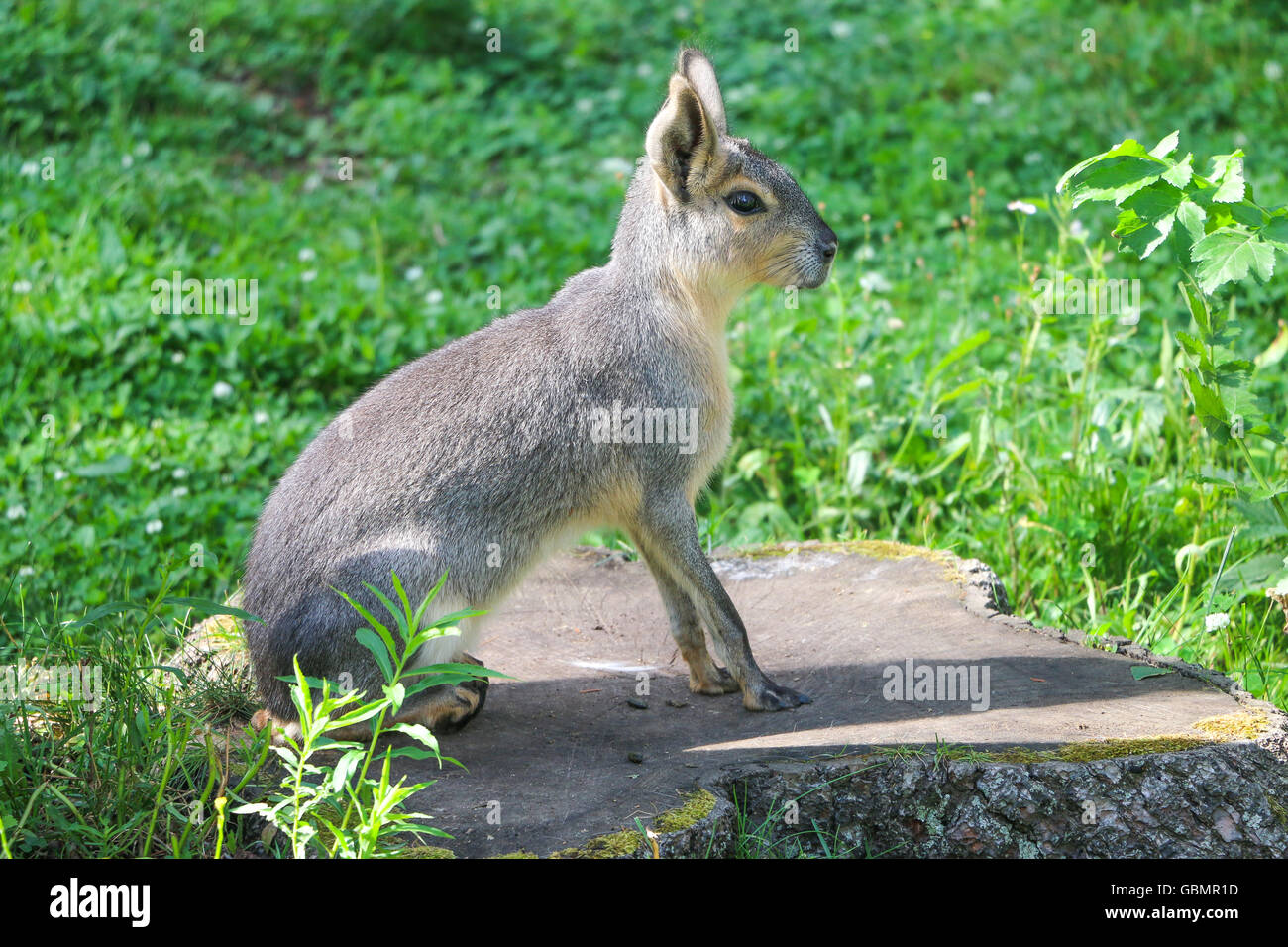 Mara safari in Québec, Canada. Foto Stock