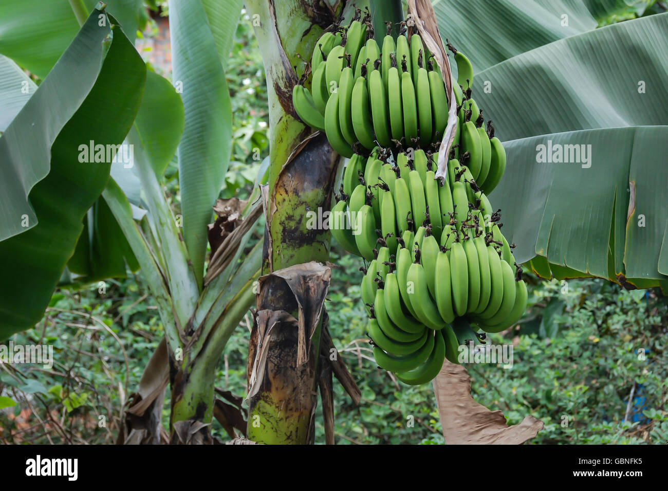Una banana tree è la fruttificazione nel giardino Foto Stock
