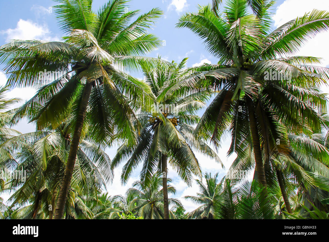 Il verde di alti alberi di noce di cocco sono la fruttificazione nel giardino Foto Stock