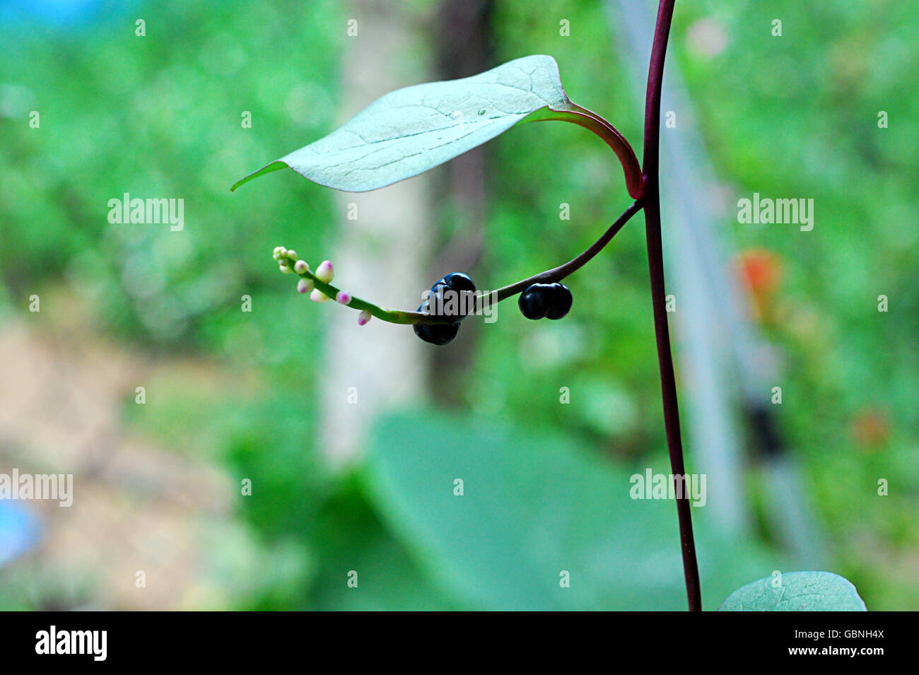 Il Malabar spinaci è la fruttificazione su uno sfondo naturale Foto Stock