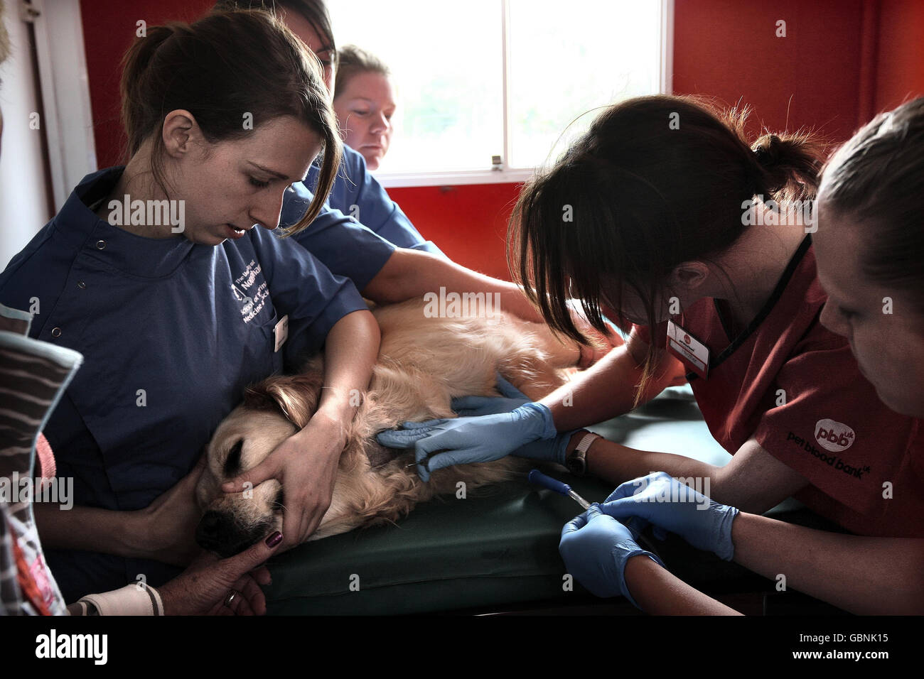 Lottie è confortato dal proprietario Janet Liggins di Belper, Derbyshire oggi come lei dona un'unità di sangue alla prima banca mobile del sangue dell'animale domestico della Gran Bretagna alla Scuola di Medicina veterinaria e Scienze, Università di Nottingham. Foto Stock