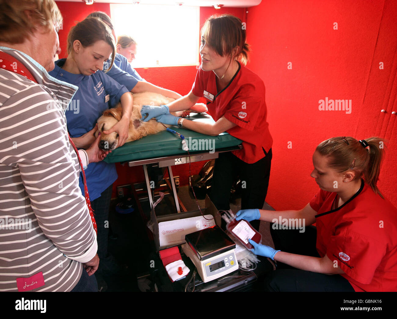 Lottie è confortato dal proprietario Janet Liggins di Belper, Derbyshire oggi come lei dona un'unità di sangue alla prima banca mobile del sangue dell'animale domestico della Gran Bretagna alla Scuola di Medicina veterinaria e Scienze, Università di Nottingham. Foto Stock