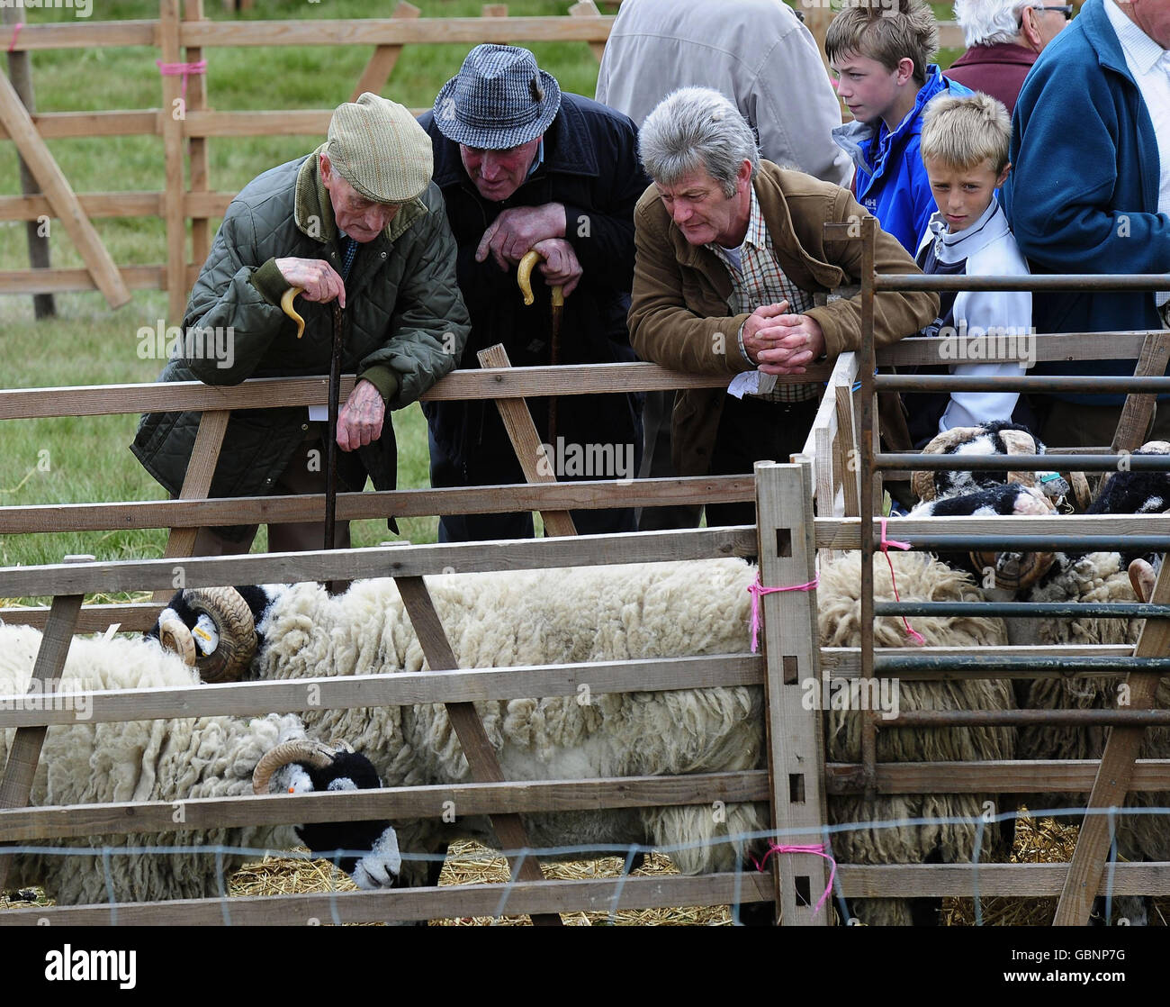 Le iscrizioni sono giudicate al 56° Tan Hill Open Swaledale Sheep Show Today, che si svolge sulle colline di Pennine che circondano il Tan Hill Pub, il più alto Pub in Inghilterra. Foto Stock