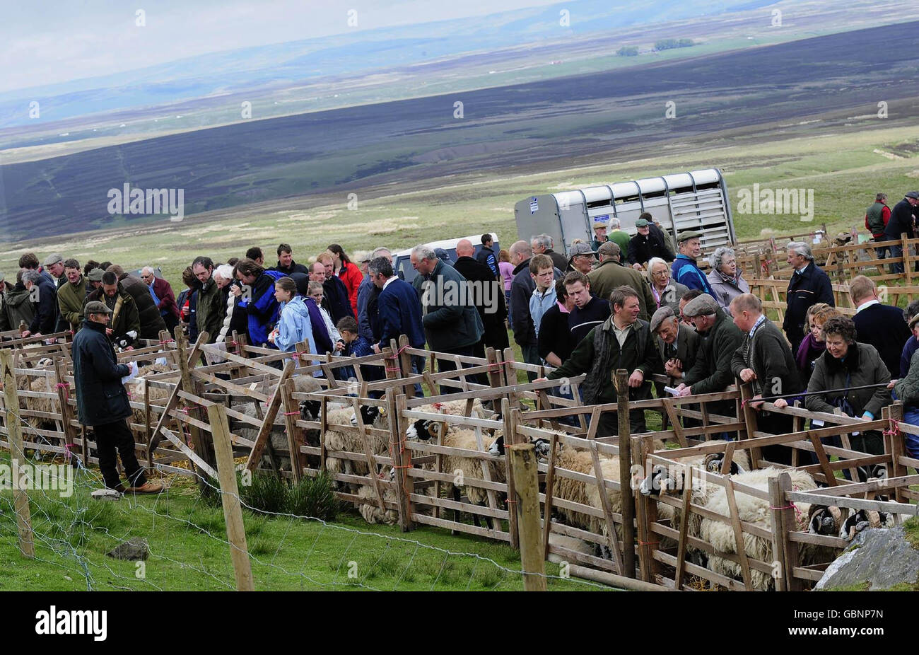 La cinquantaseiesima Tan Hill Open Swaledale Spettacolo delle Pecore Foto Stock