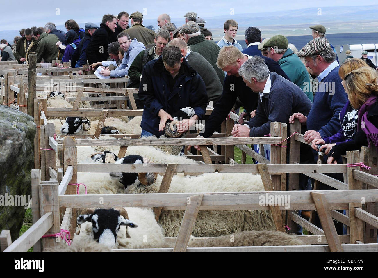 Le iscrizioni sono giudicate al 56° Tan Hill Open Swaledale Sheep Show Today, che si svolge sulle colline di Pennine che circondano il Tan Hill Pub, il più alto Pub in Inghilterra. Foto Stock