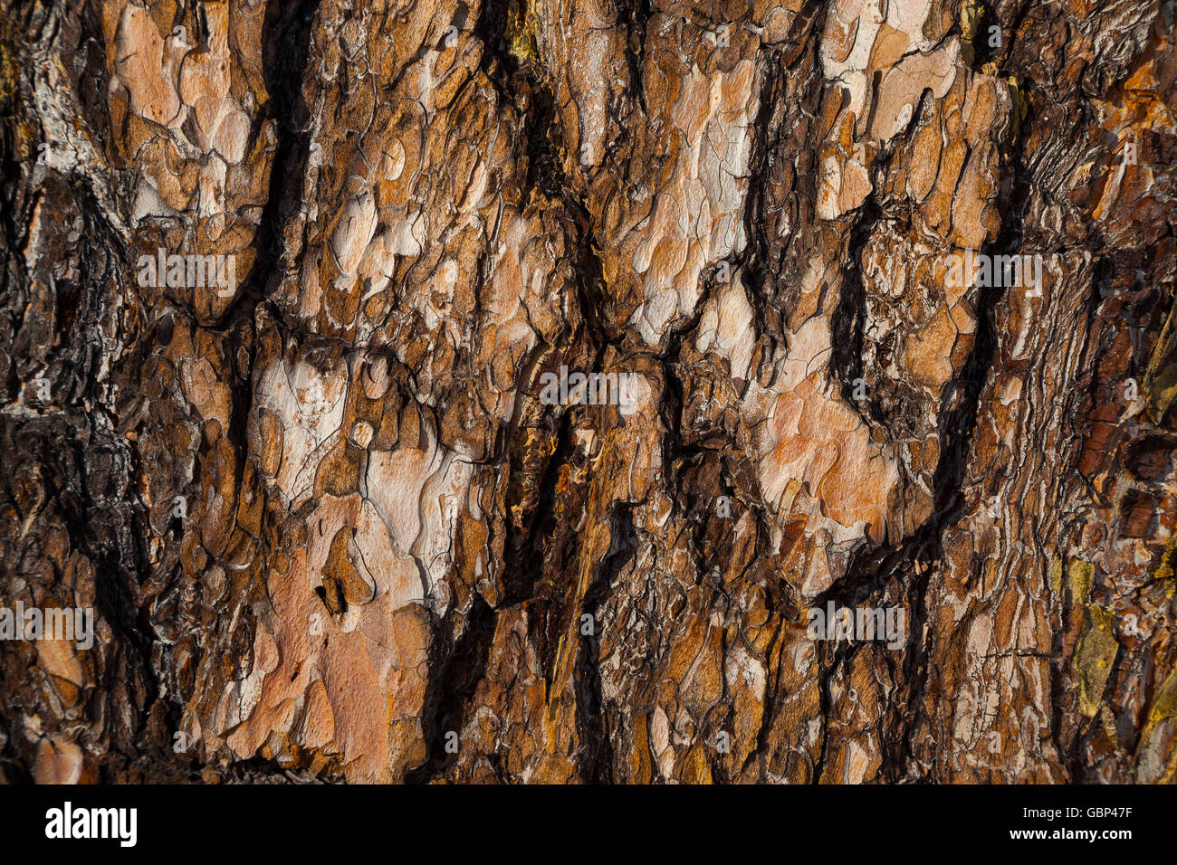 Rosso di corteccia di pino texture. Corteccia di albero dello sfondo. Foto Stock
