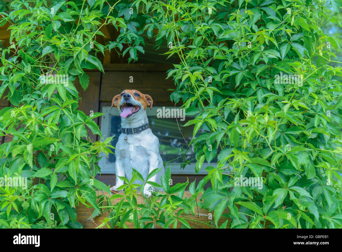 Cane sorridente sul treehouse. L'estate! Foto Stock