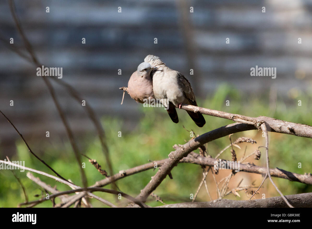 Asuncion, Paraguay. 7 luglio 2016. Un paio di roventi colombe di terra (Columbina talpacoti) si snuggiscono e si sposano mentre si prendisole, visto durante la giornata di sole ad Asuncion, Paraguay. © Andre M. Chang/Alamy Live News Foto Stock