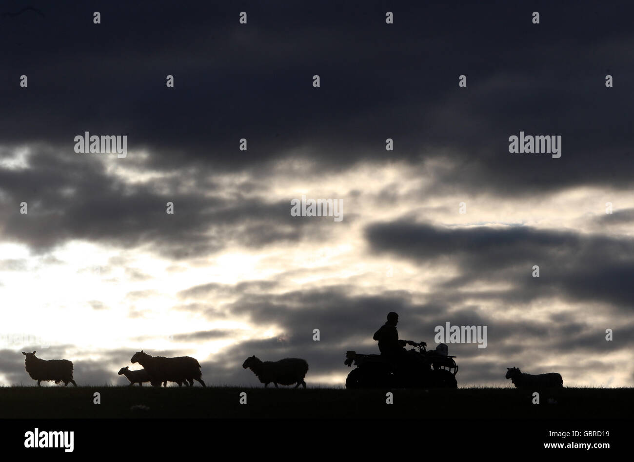 Lamatura in Scozia. Un agricoltore di Greensburn Farm vicino a Denny tiene d'occhio i suoi agnelli e pecore su una collina. Foto Stock