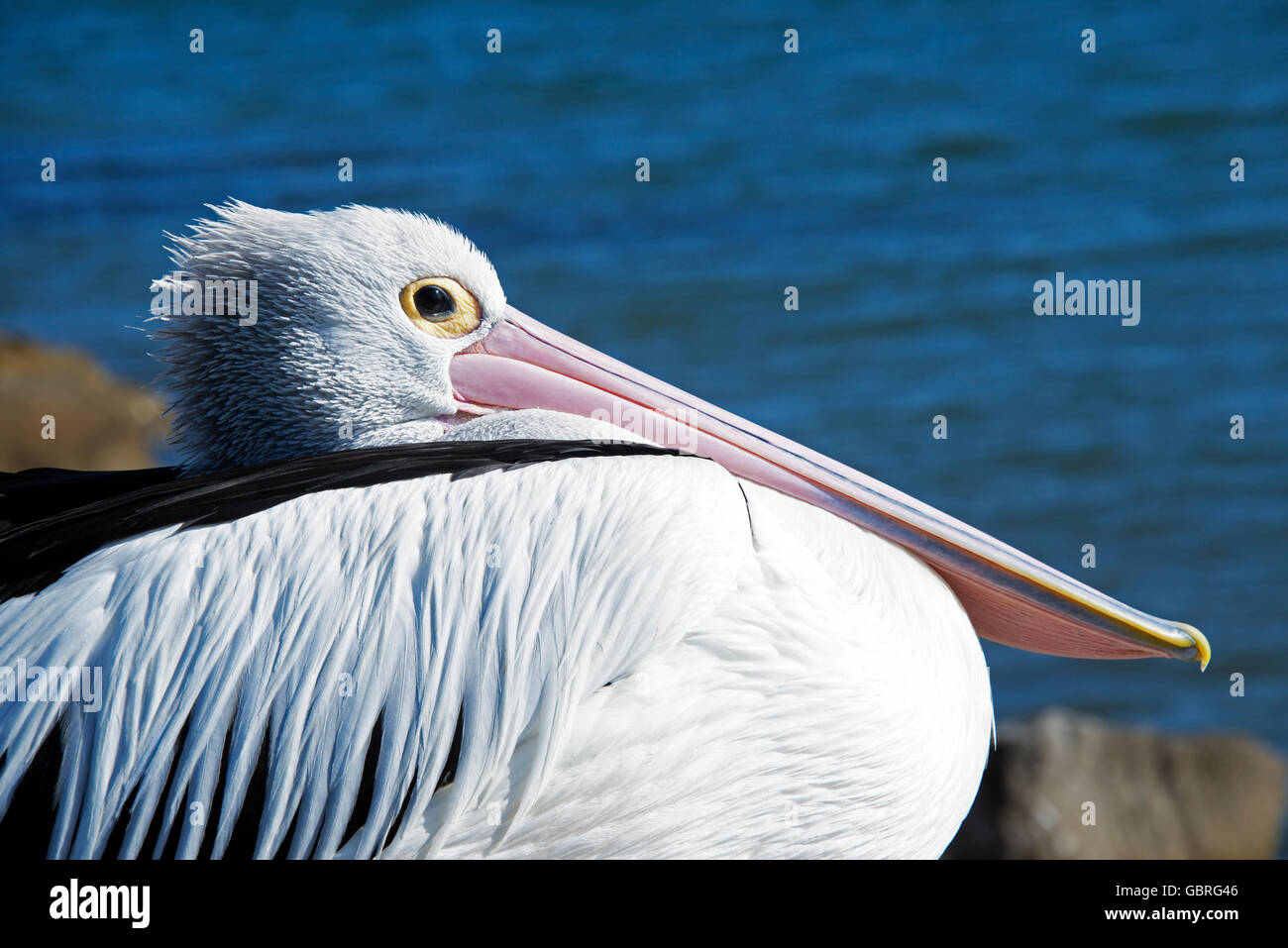 Close up pelican Iluka NSW Australia Foto Stock