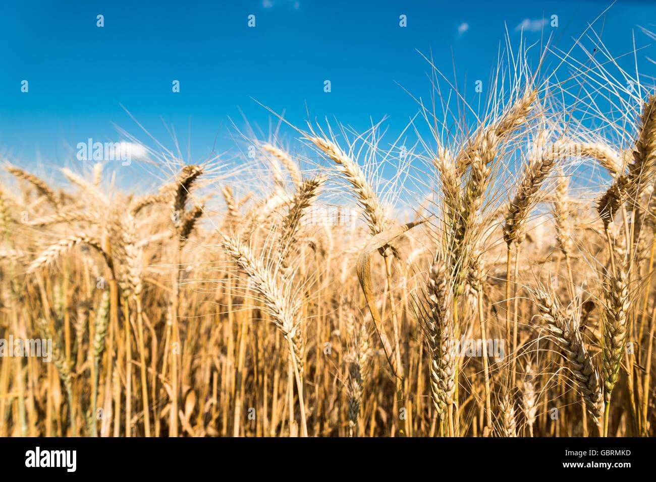 Golden campo di grano con cielo blu in background Foto Stock