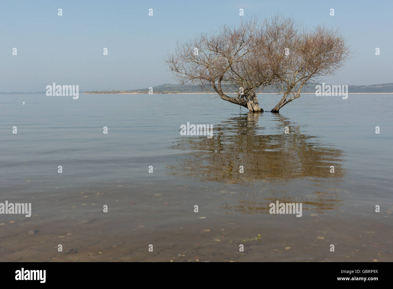 alberi sommersi Foto Stock